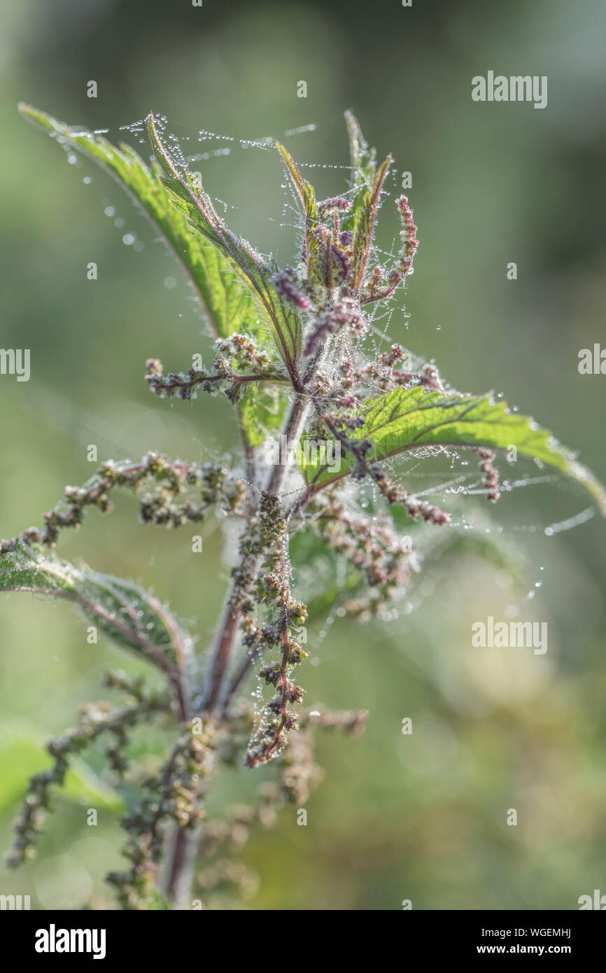 Close-up shot Ortica / Urtica dioica tops - dewdrops su ragnatele catturati in inizio di mattina di sole. Foto Stock