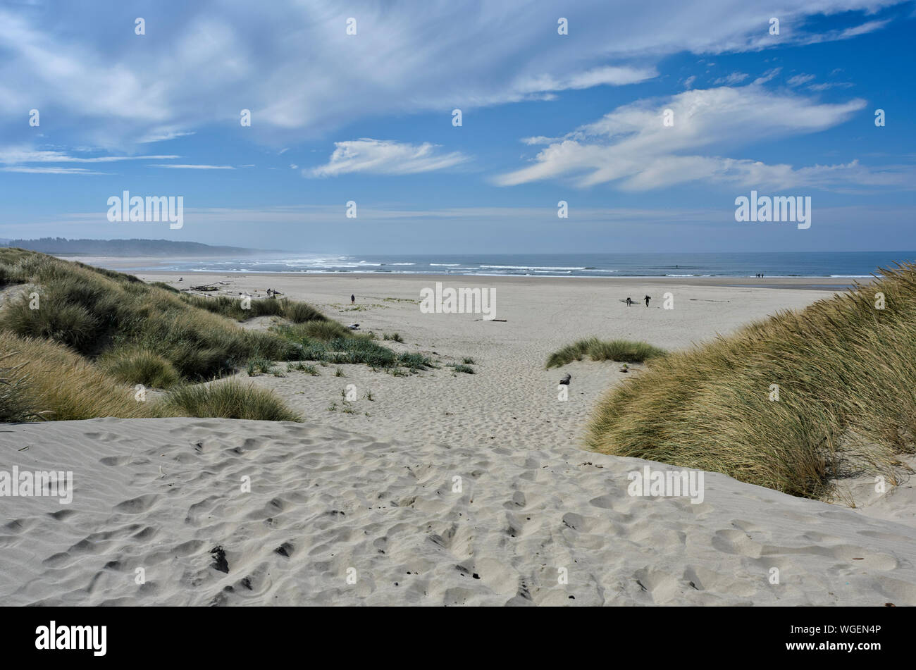 Vista sulle dune erbose per la spiaggia di South Beach State Park vicino a Newport, Oregon Foto Stock