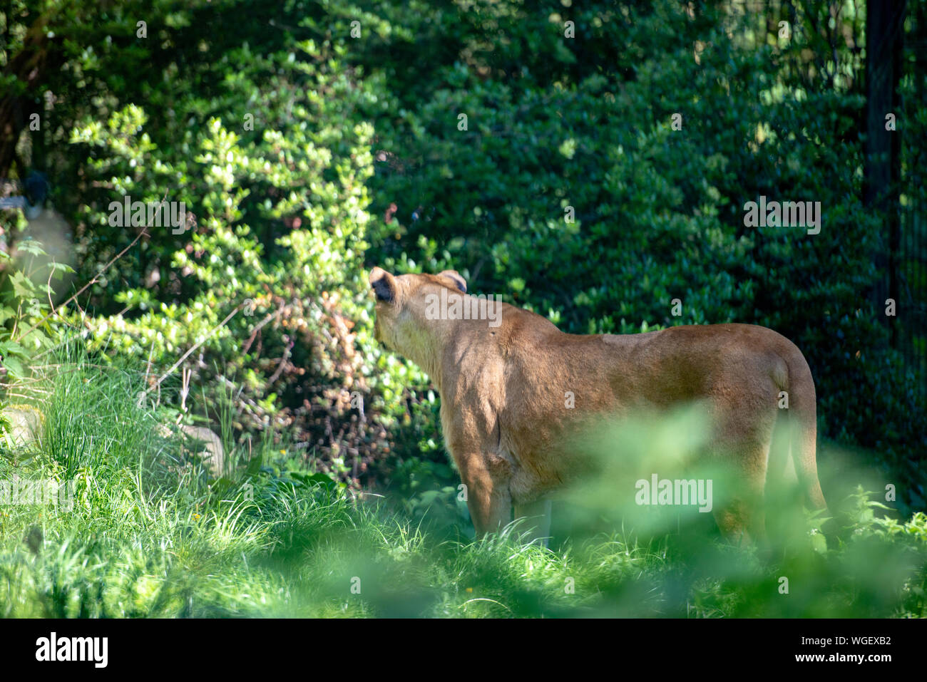 Leone femmina passeggiate nel verde della foresta in cerca di cibo Foto Stock