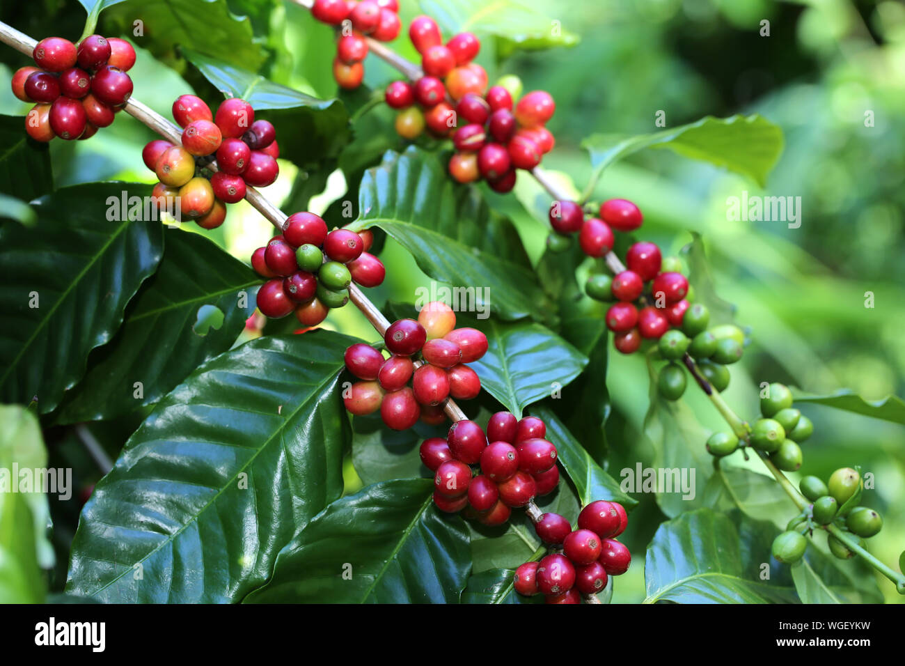 Mature di bacche di caffè Foto Stock