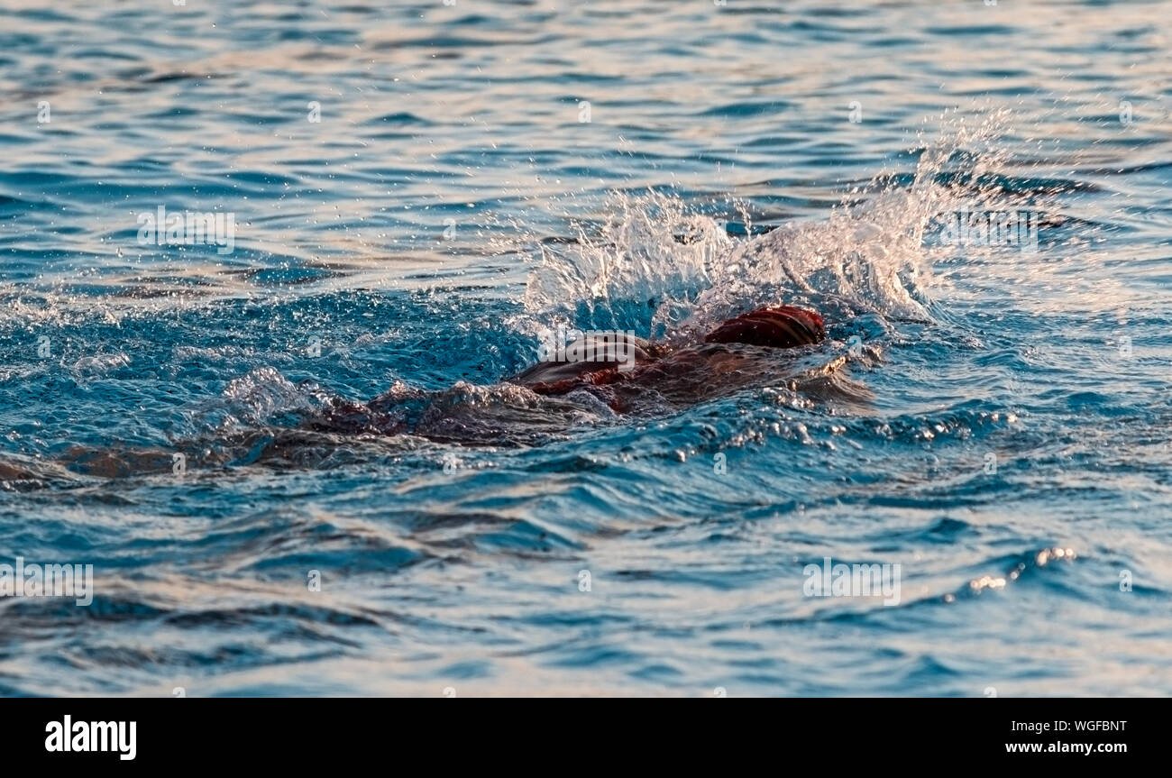 Nuotatore quasi inghiottito dall'aqua blue acqua di piscina all'aperto mentre si nuota giri. Foto Stock