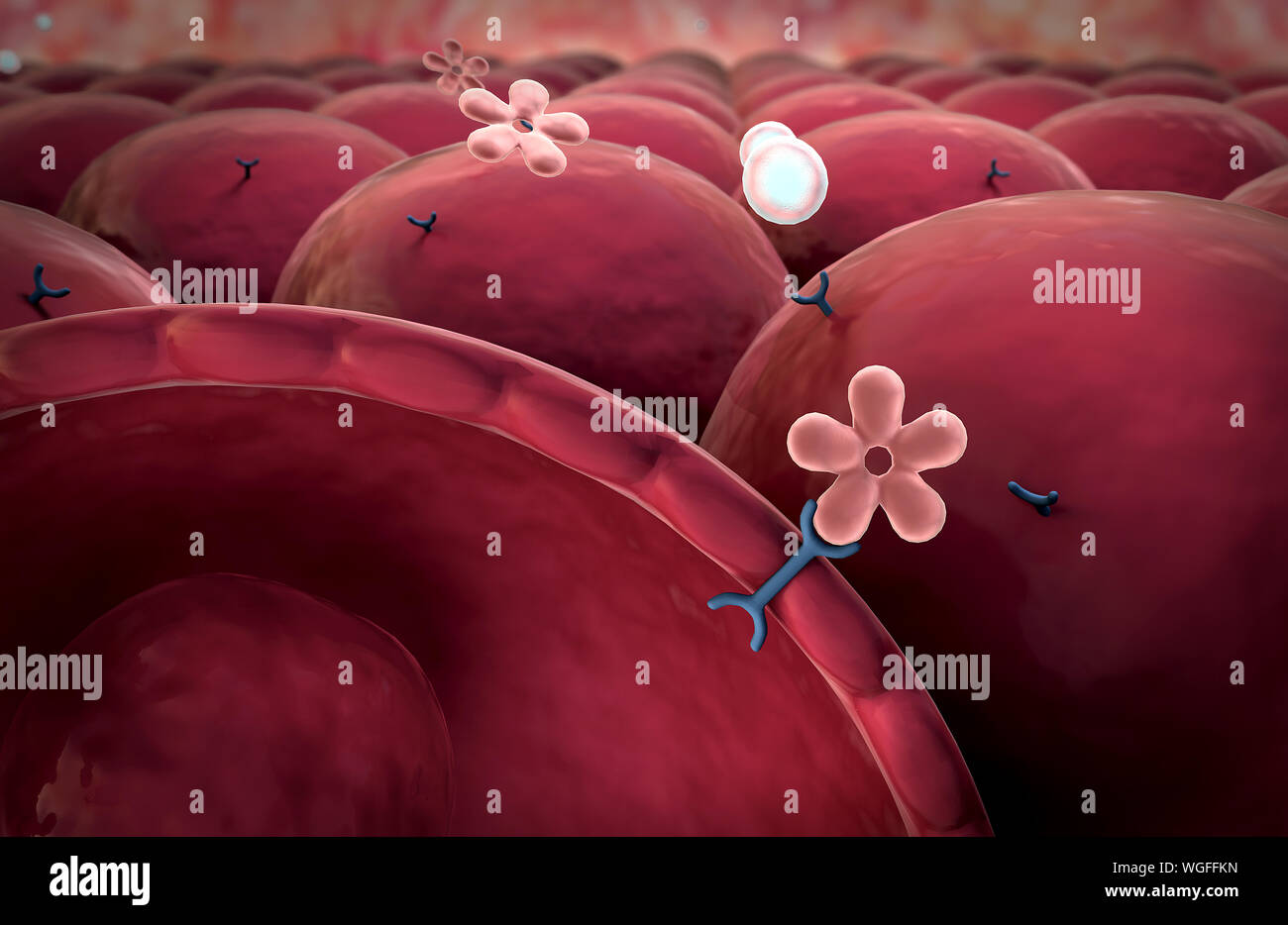 Meccanismo di azione di insulina e glucosio, l'insulina umana, la struttura della molecola Foto Stock