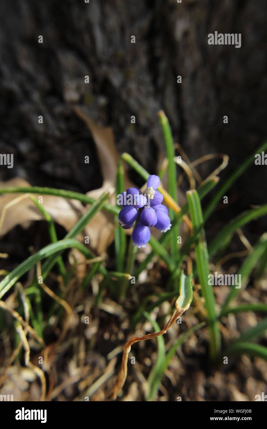 Piccolo Giacinto di uva (Muscari) crescendo alla base di un albero Foto Stock