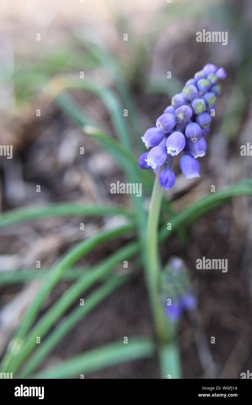 Giacinto di uva (Muscari) crescendo alla base di un albero. Un segno di primavera. Foto Stock