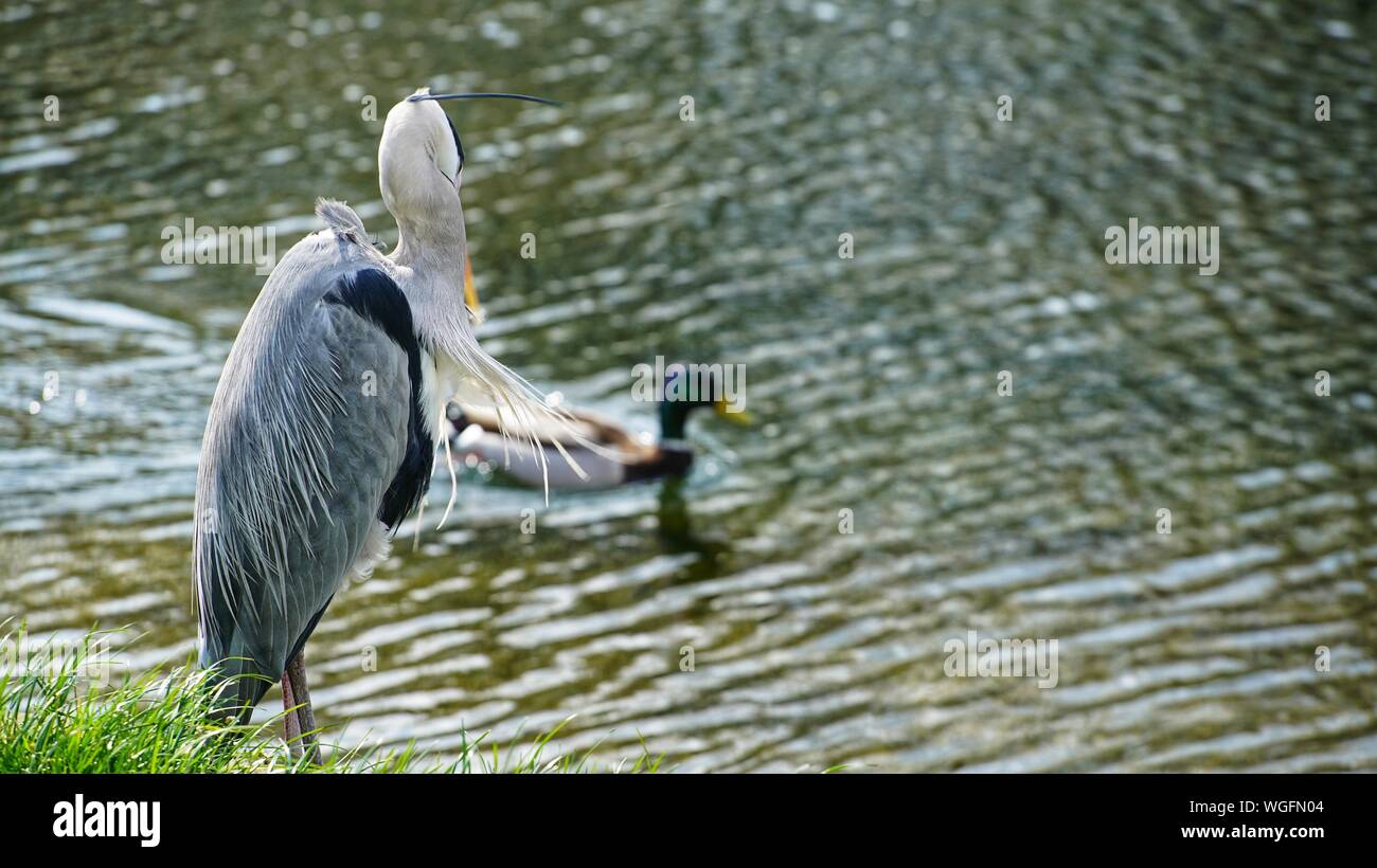 Un Airone orologi un anatra passano sul Canal Royal Dublin Foto Stock