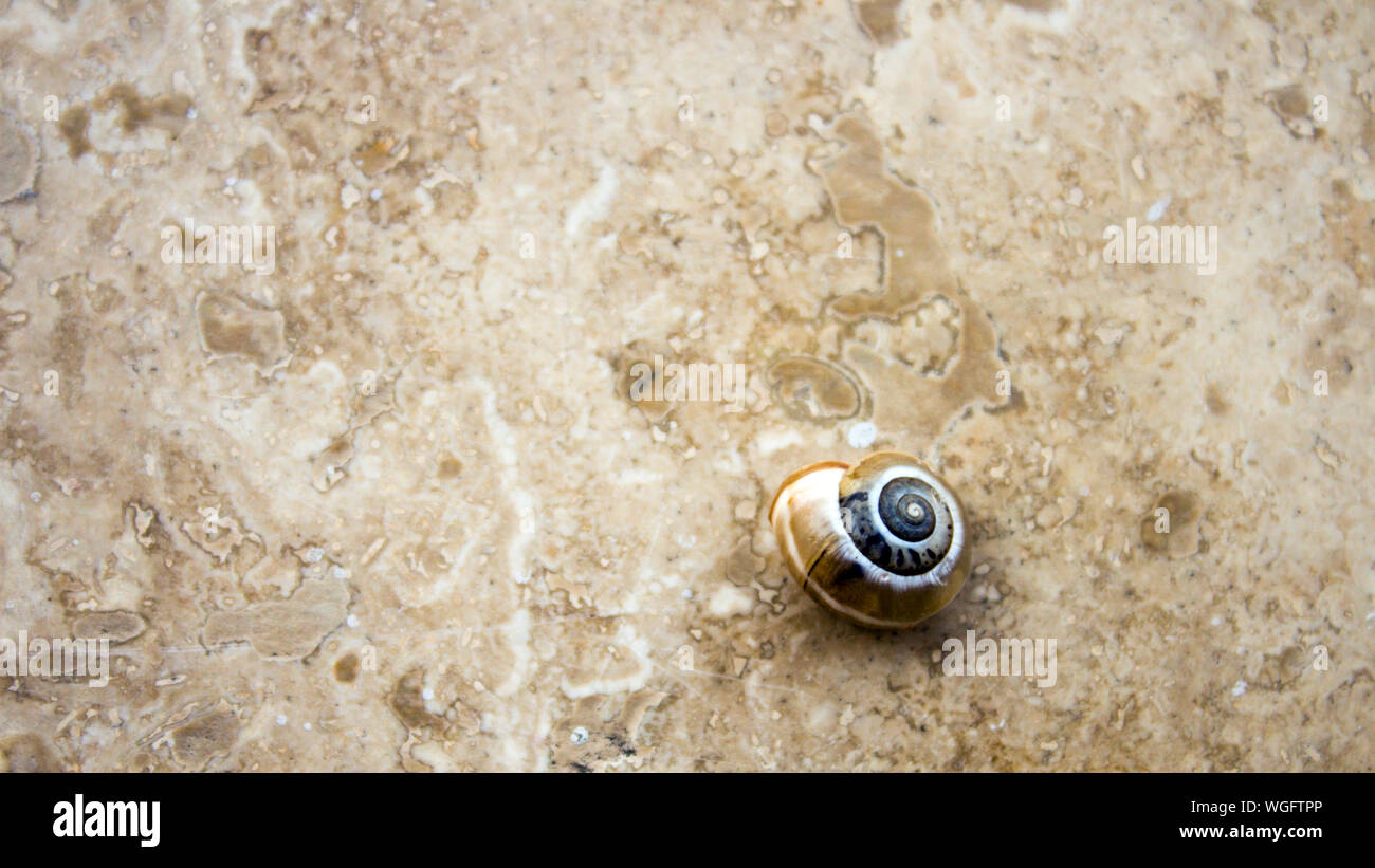 Vista dall'alto di una terra Sundial Shell sul marmo con colori simili. Copia di grandi dimensioni spazio. Foto Stock