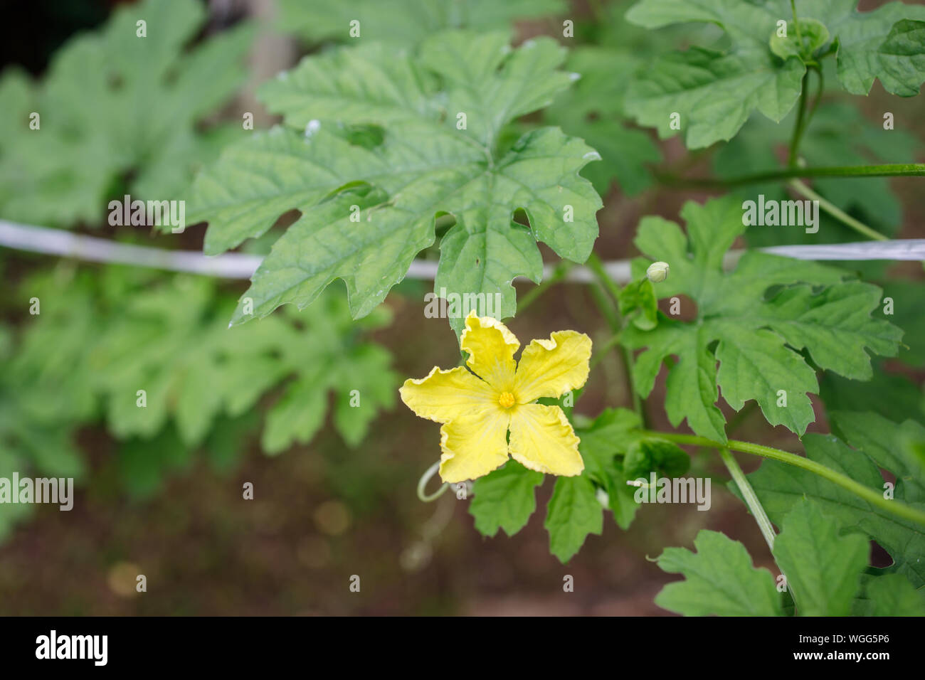 Close Up di Bitter Melon piante e fiori. Foto Stock