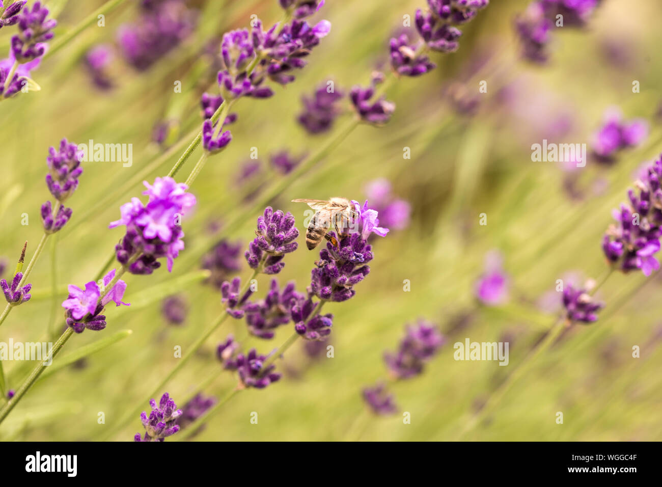 Close up cespugli di lavanda viola fiori aromatici a campo di lavanda in estate Foto Stock
