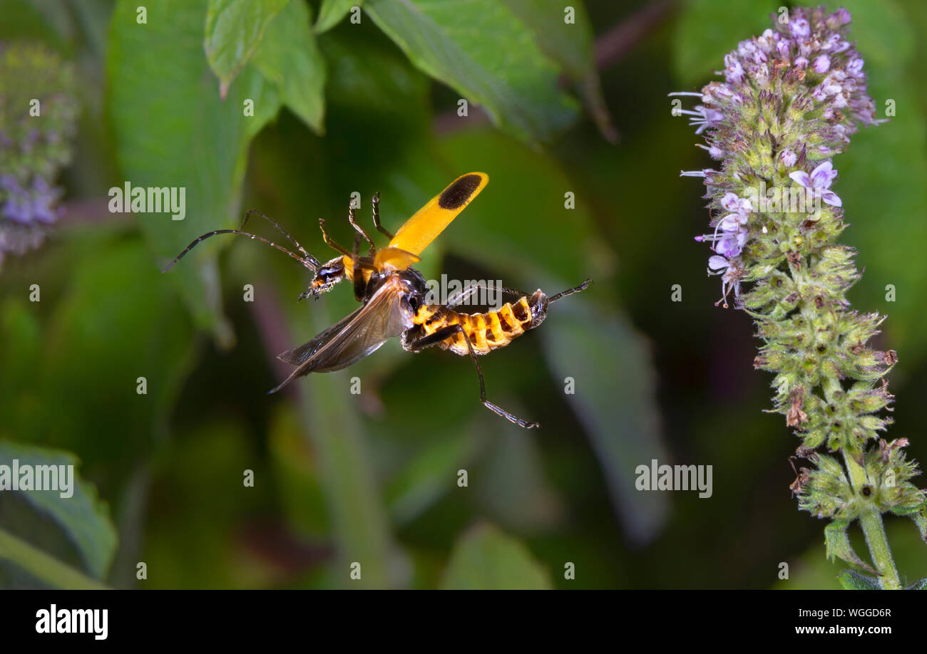Soldato oro Beetle (Chauliognathus pennsylvanicus) volando tra piante di menta, Iowa, USA. Foto Stock