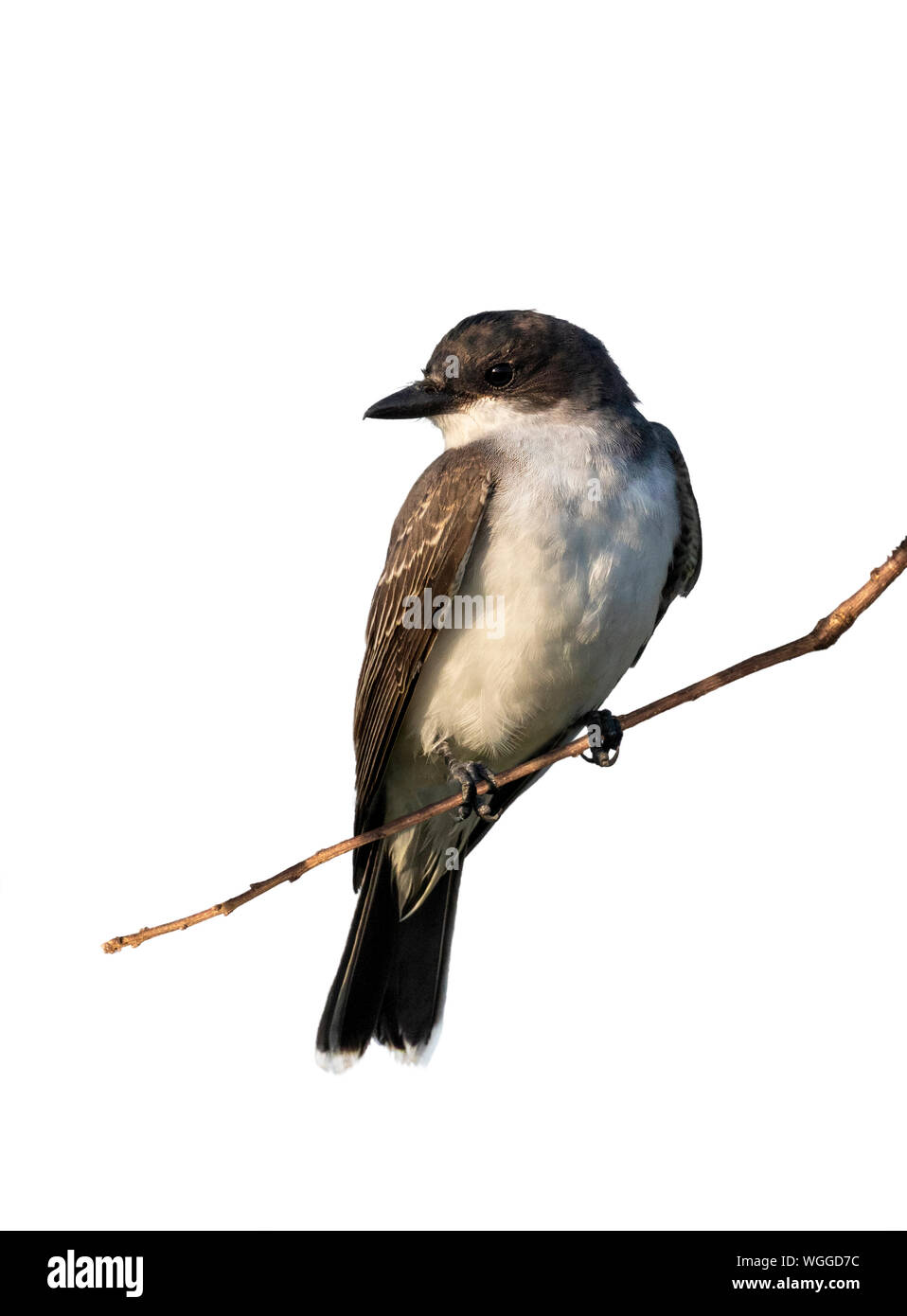 Kingbird orientale (Tyrannus tyrannus) appollaia, isolato su sfondo bianco. Foto Stock