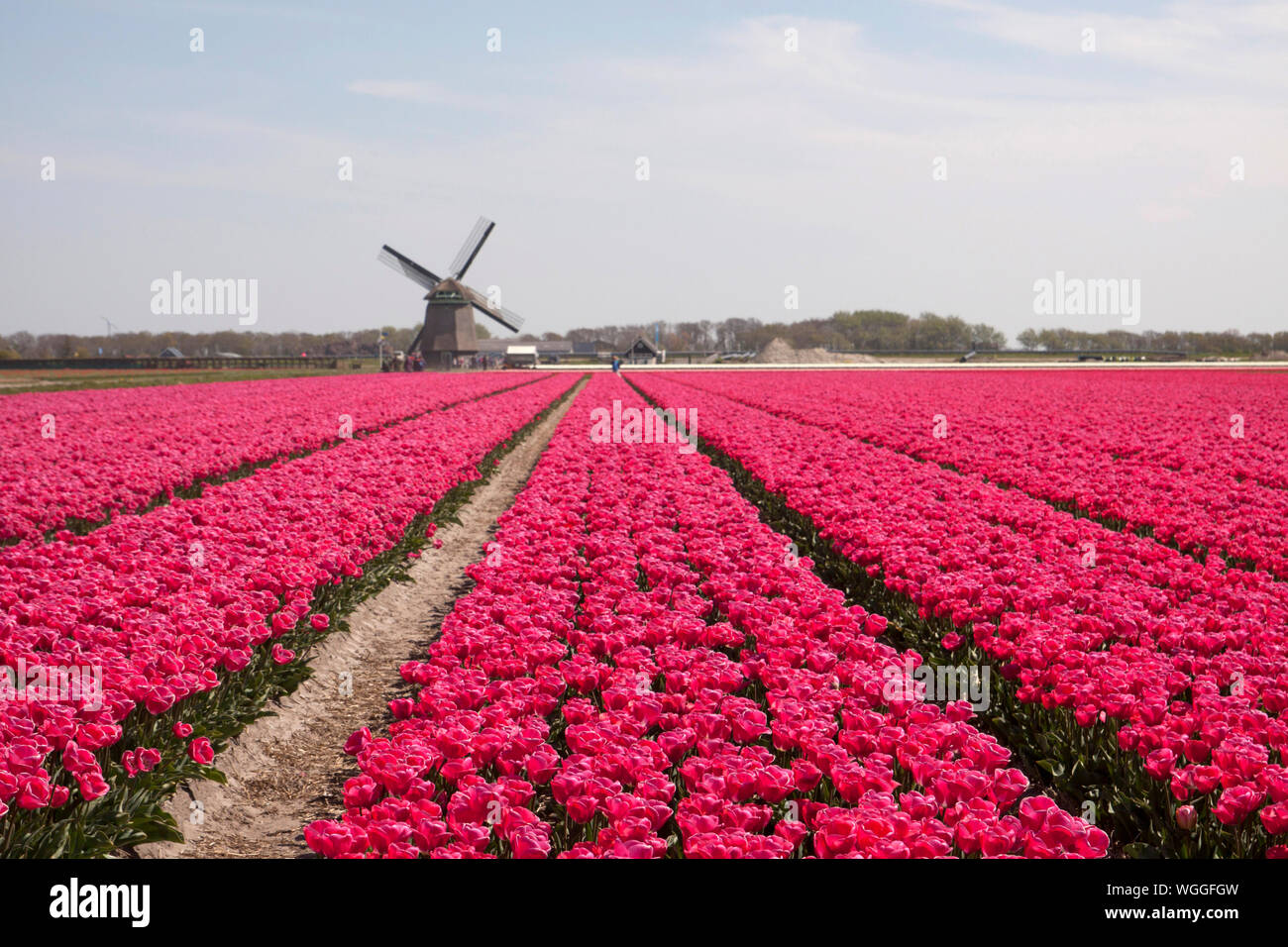 Tulipani rosa in fila e un mulino a vento olandese in background Foto Stock