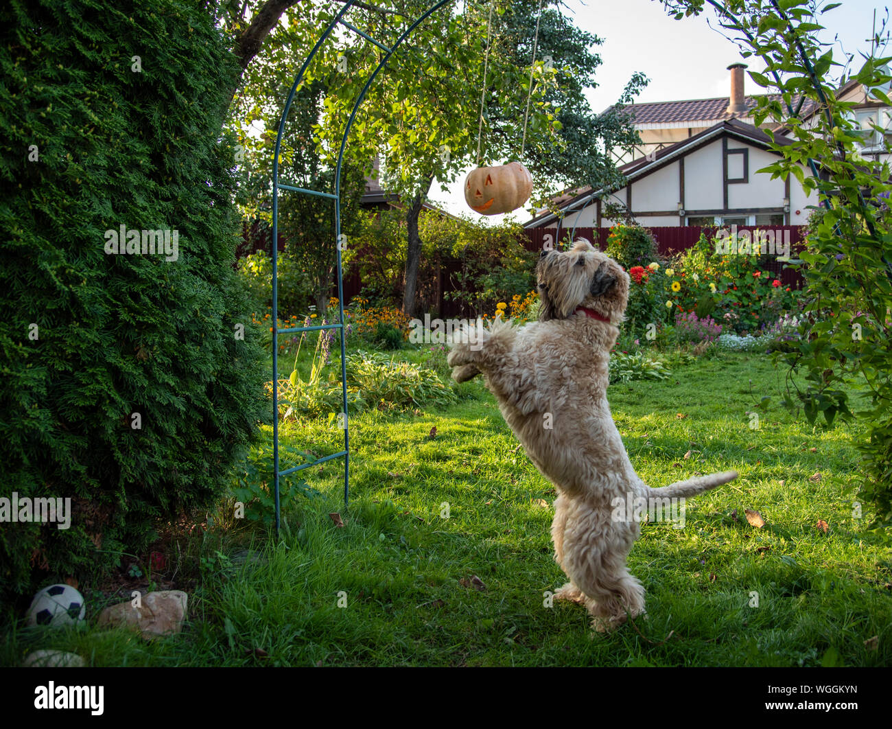 Grano irlandese da un morbido rivestimento Terrier cercando di battere giù una zucca di Halloween Foto Stock