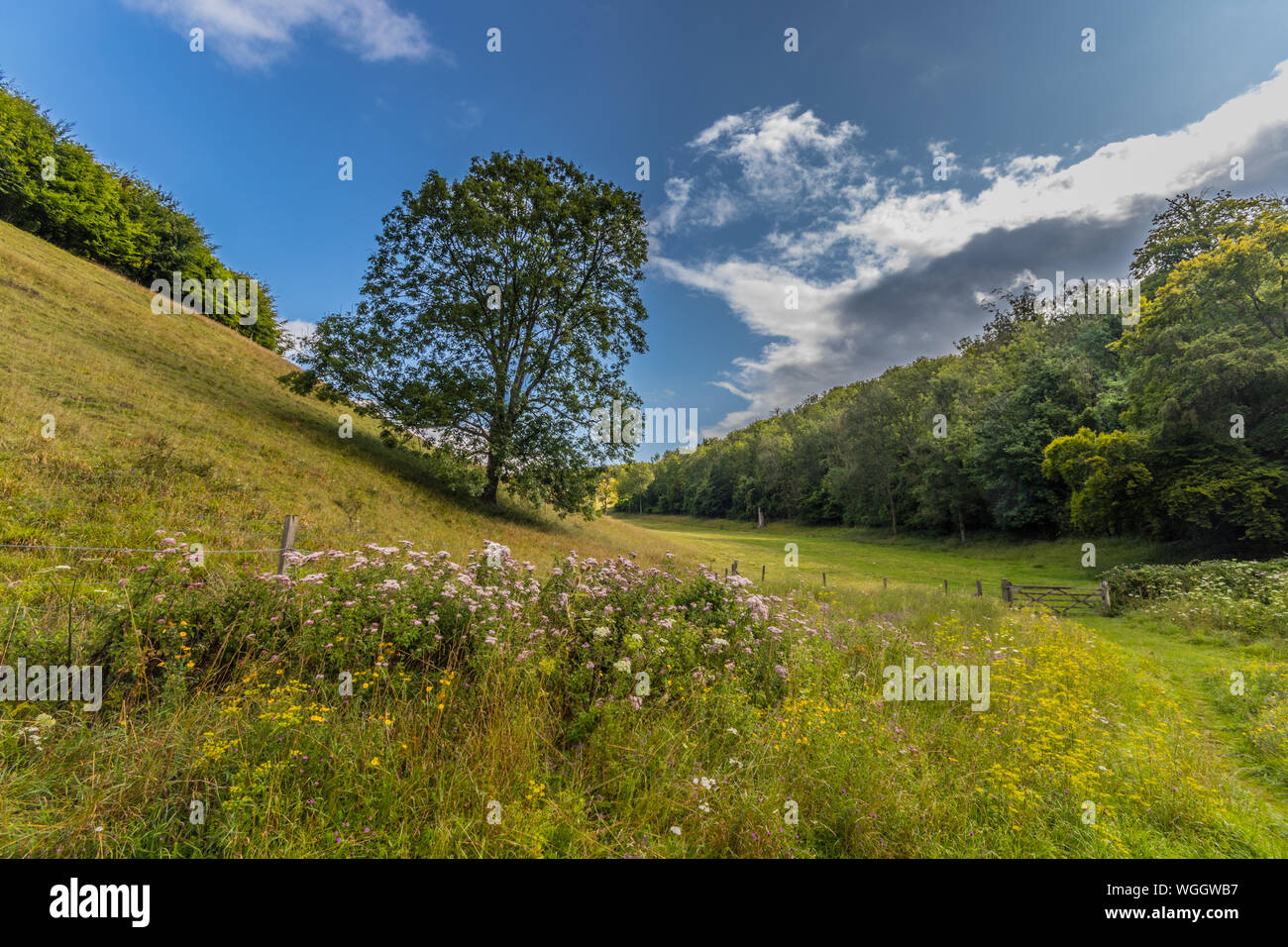 South Downs National Park vicino a Arundel, West Sussex, Regno Unito Foto Stock