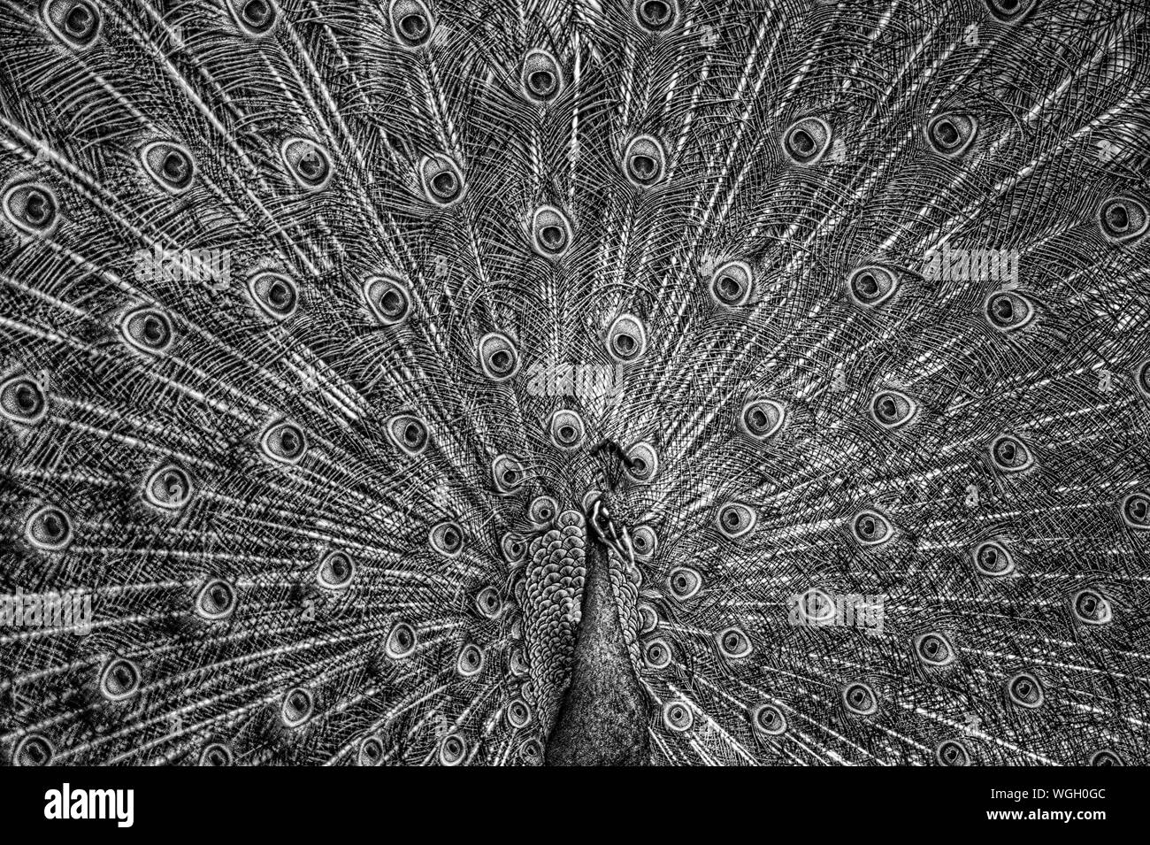 Mostra Peacock presso il West Coast Game Park Bandon Oregon state Foto Stock