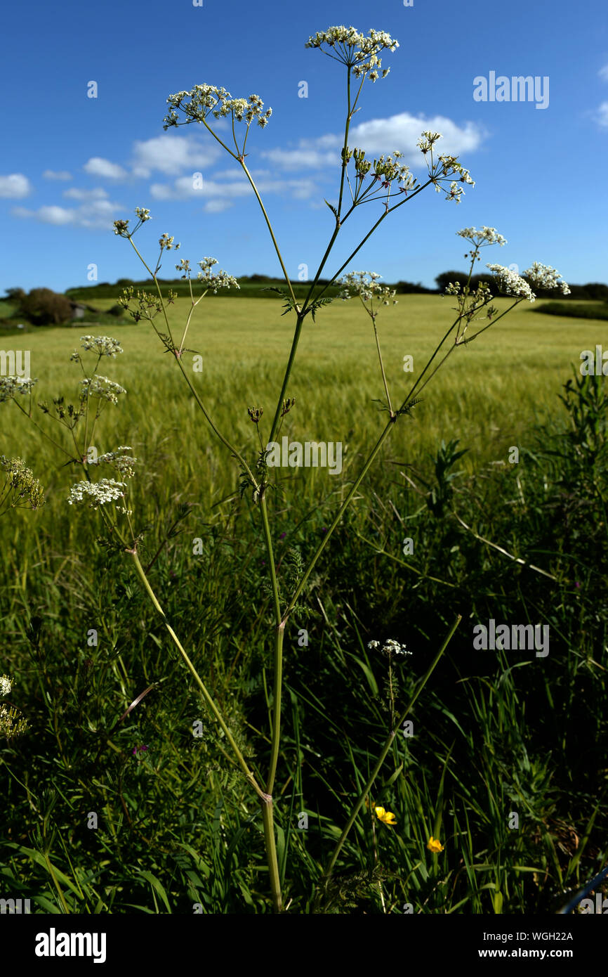 Cowslip nella siepe di campo di grano con cielo blu sullo sfondo Foto Stock