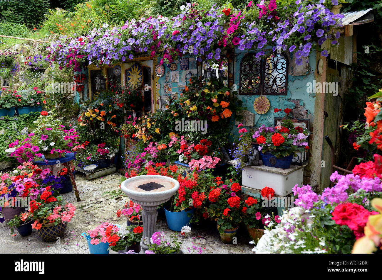 Nelle petunie gerani e begonie adornano le pareti e di un patio di questo piccolo paese e giardino Potting Shed Foto Stock