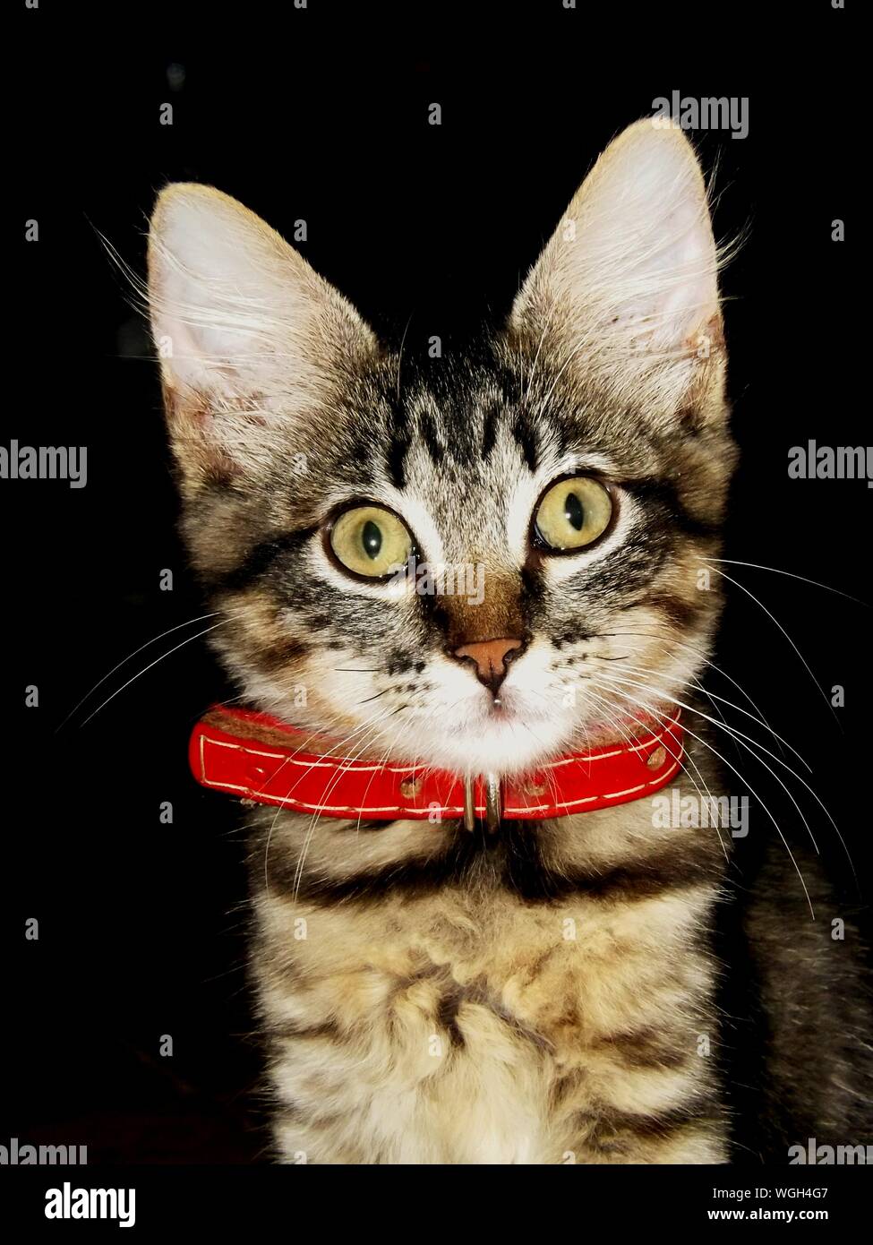 Gatto Nel Carbone Rosso In Tedesco Get Images