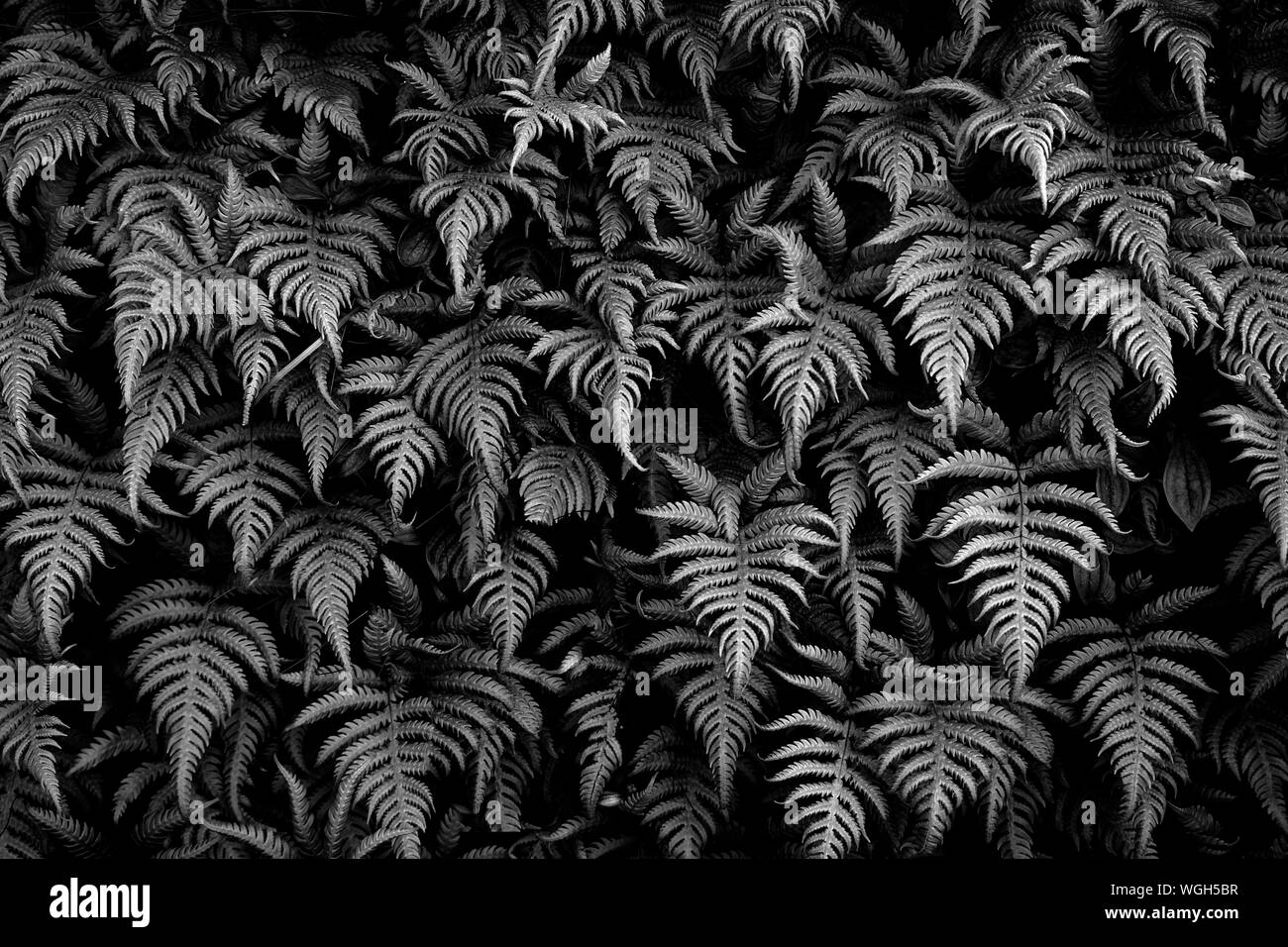 Bianco e nero verde lascia la texture di sfondo, sfondo naturale e carta da parati Foto Stock