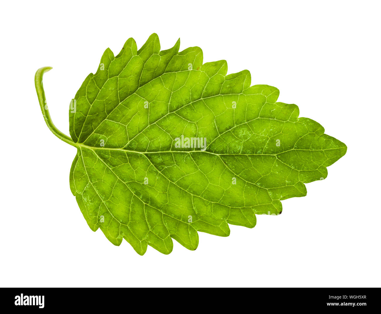 Foglia verde di Melissa (Melissa officinalis) herb isolati su sfondo bianco Foto Stock