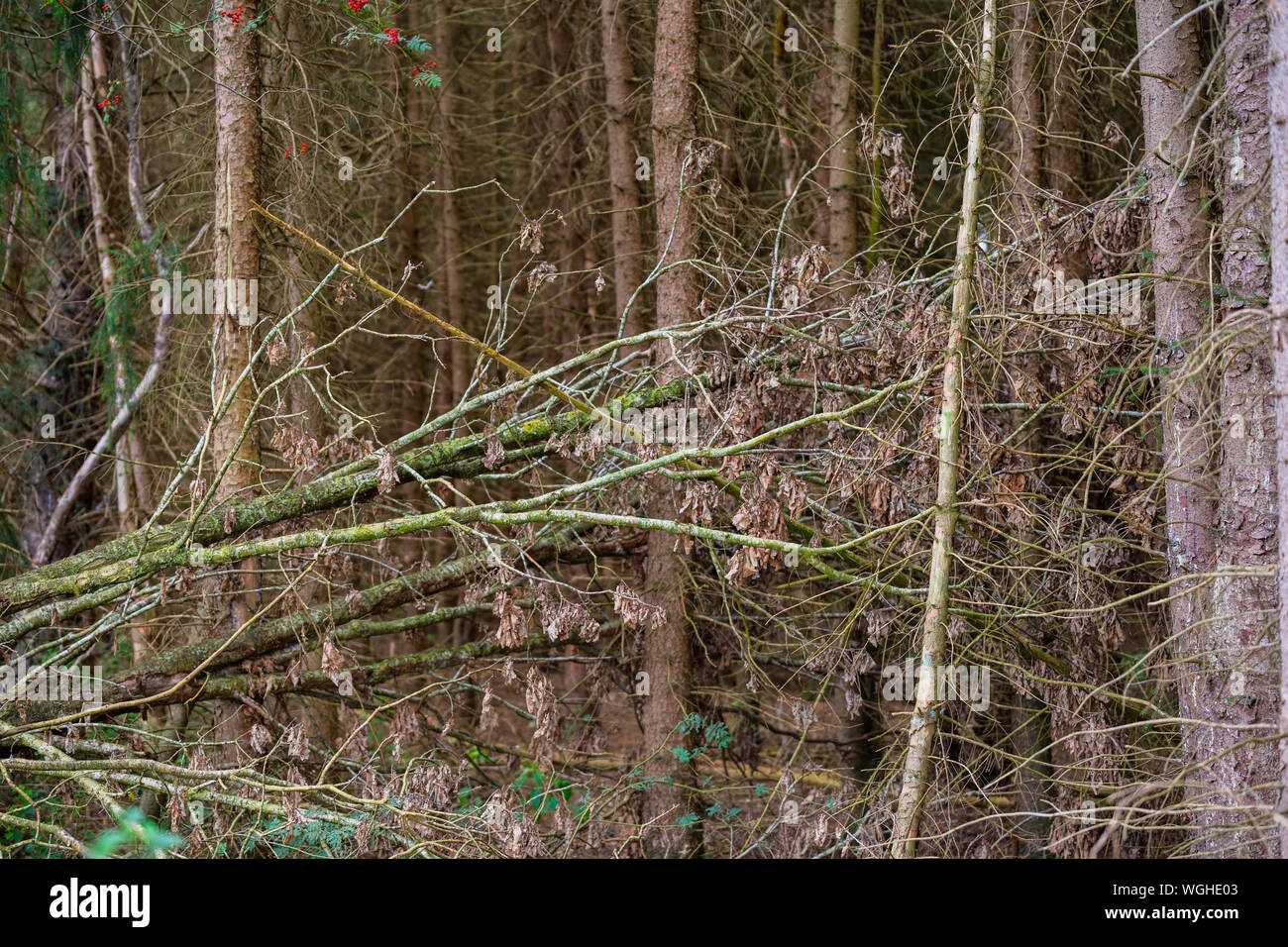 Distrutto alberi dopo una tempesta la linea il percorso attraverso la natura Foto Stock