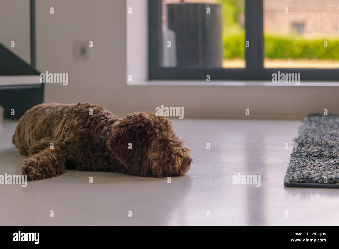 Toy Poodle puppy con marrone scuro pelliccia soffice di dormire sul pavimento bianco accanto a Scala, moquette e porta. Foto Stock