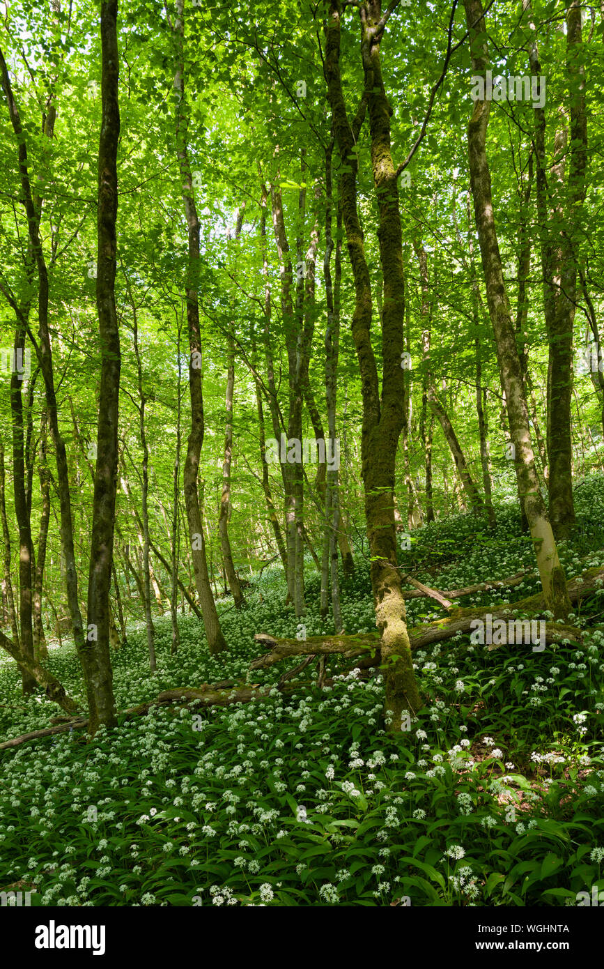 Ramsons in fiore in Long Wood nel Mendip Hills National Landscape, Somerset, Inghilterra. Foto Stock