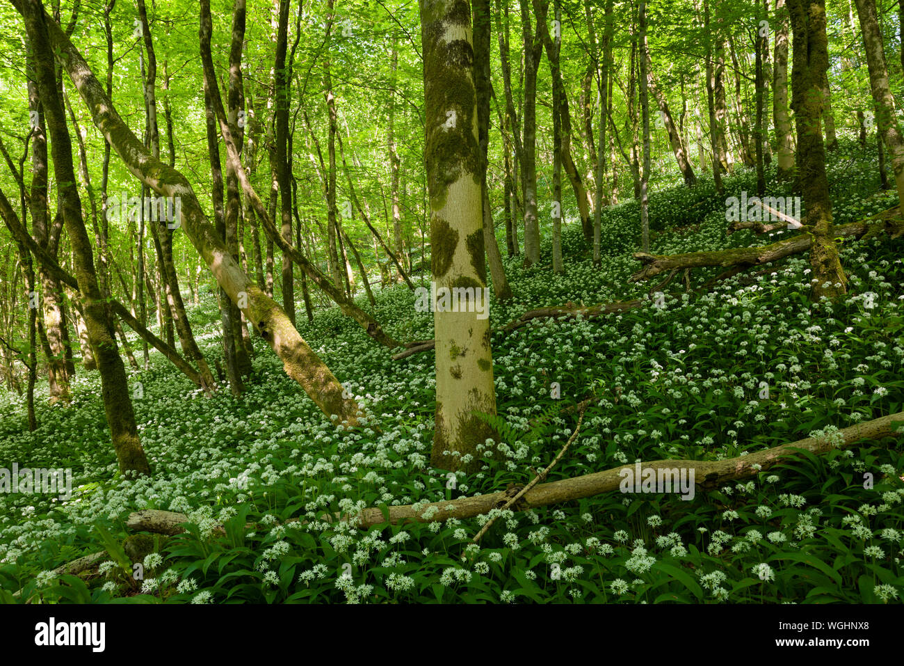 Ramsons in fiore in Long Wood nel Mendip Hills National Landscape, Somerset, Inghilterra. Foto Stock