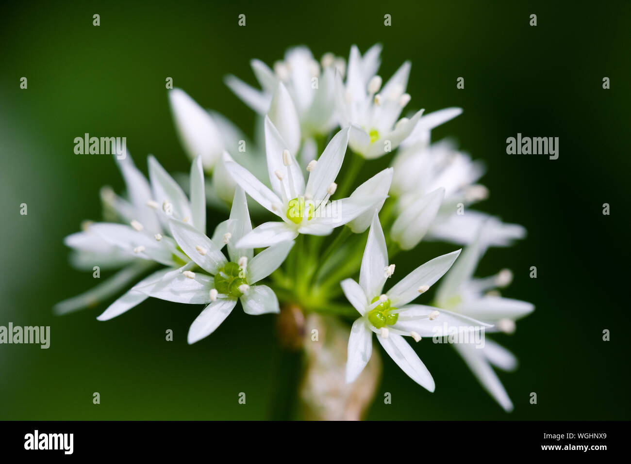 Close up di Ramson (Allium ursinum) o aglio selvatico fiori a lungo in legno Mendip Hills, Somerset, Inghilterra. Foto Stock