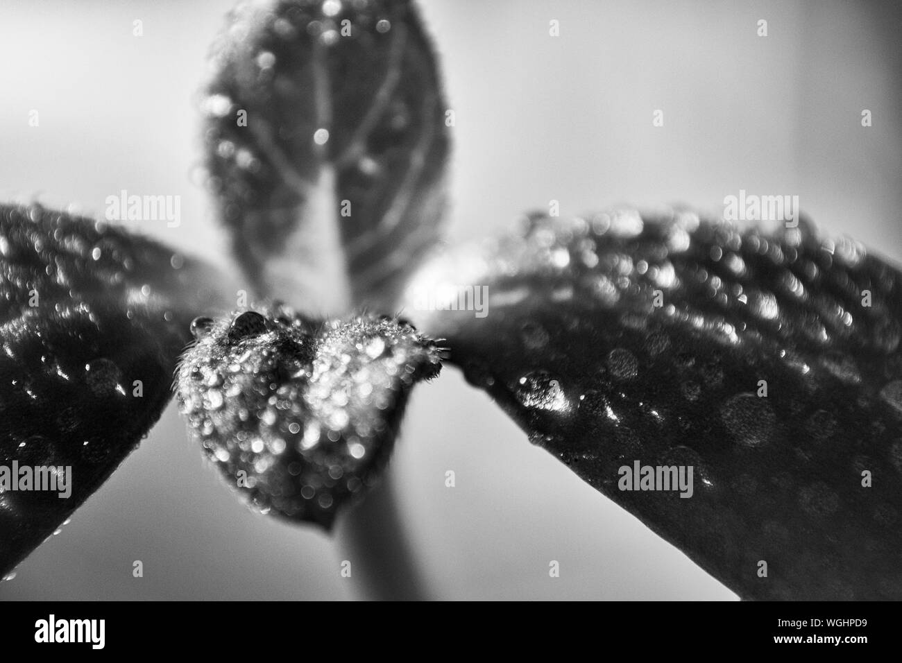 Questa macro shot di una inseminazione brilla con le gocce di acqua dalla recente pioggia. Foto Stock