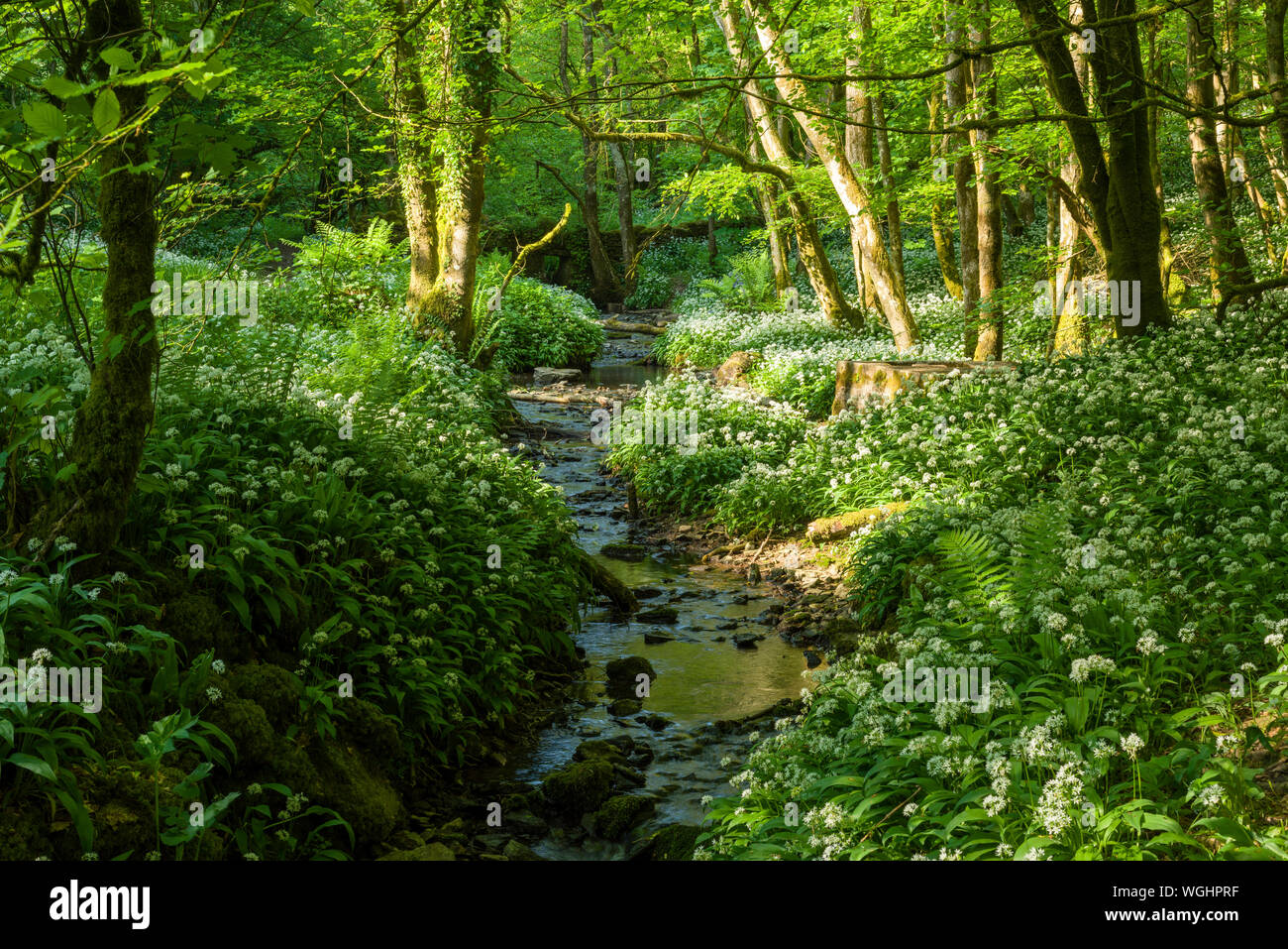 Ramsons in fiore lungo un torrente nel Long Wood nel Mendip Hills National Landscape, Somerset, Inghilterra. Foto Stock