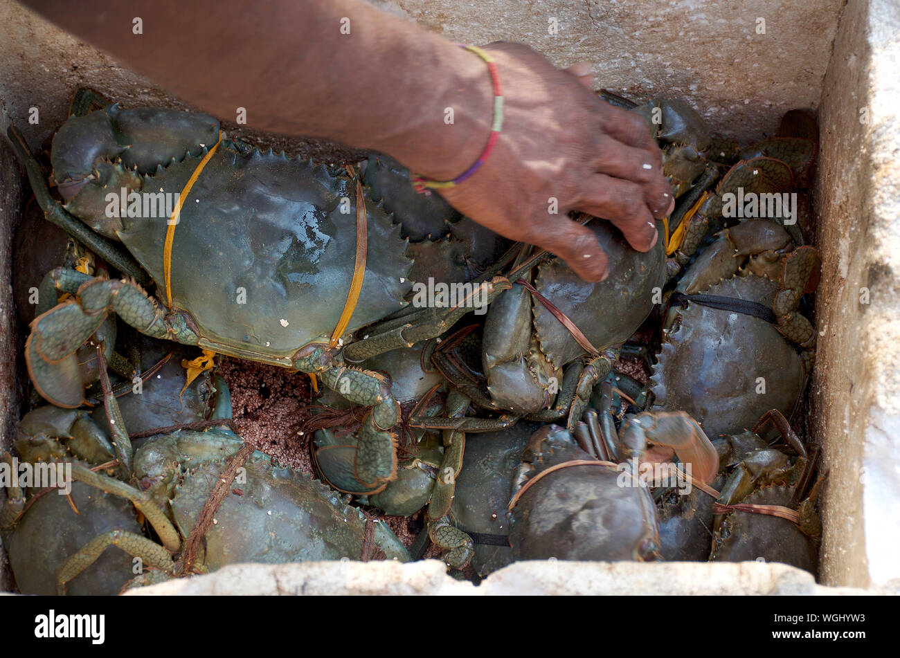 Scatola con materie granchi, una mano raggiunge per uno. Mercato di pesce a Weligama, Sri Lanka. Foto con la sfocatura in movimento. Foto Stock