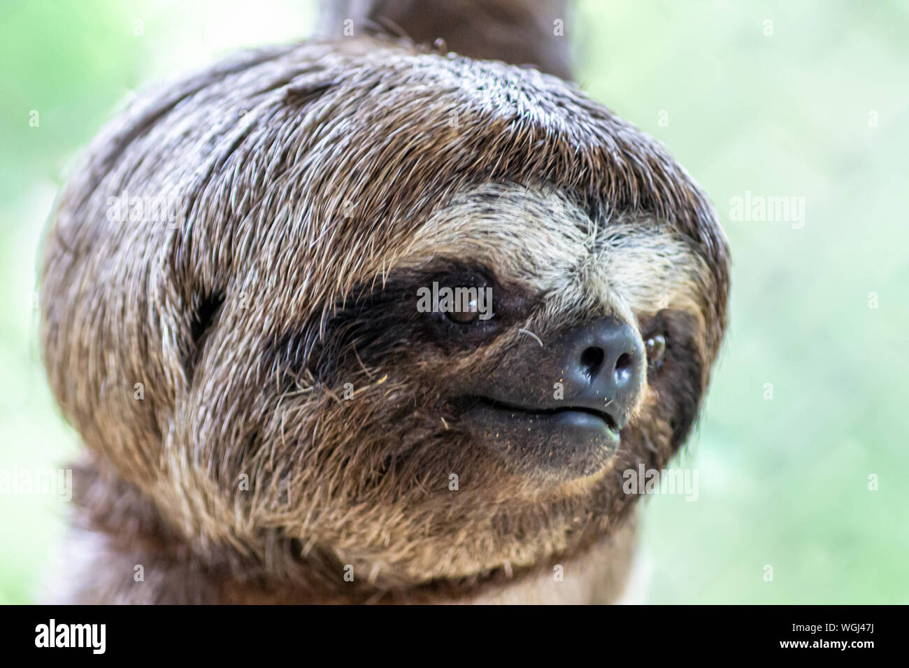 Marrone-throated sloth, animale lento (Bradypus variegatus), faccia animale  vicino. Bradipo appeso su un ramo di albero Foto stock - Alamy