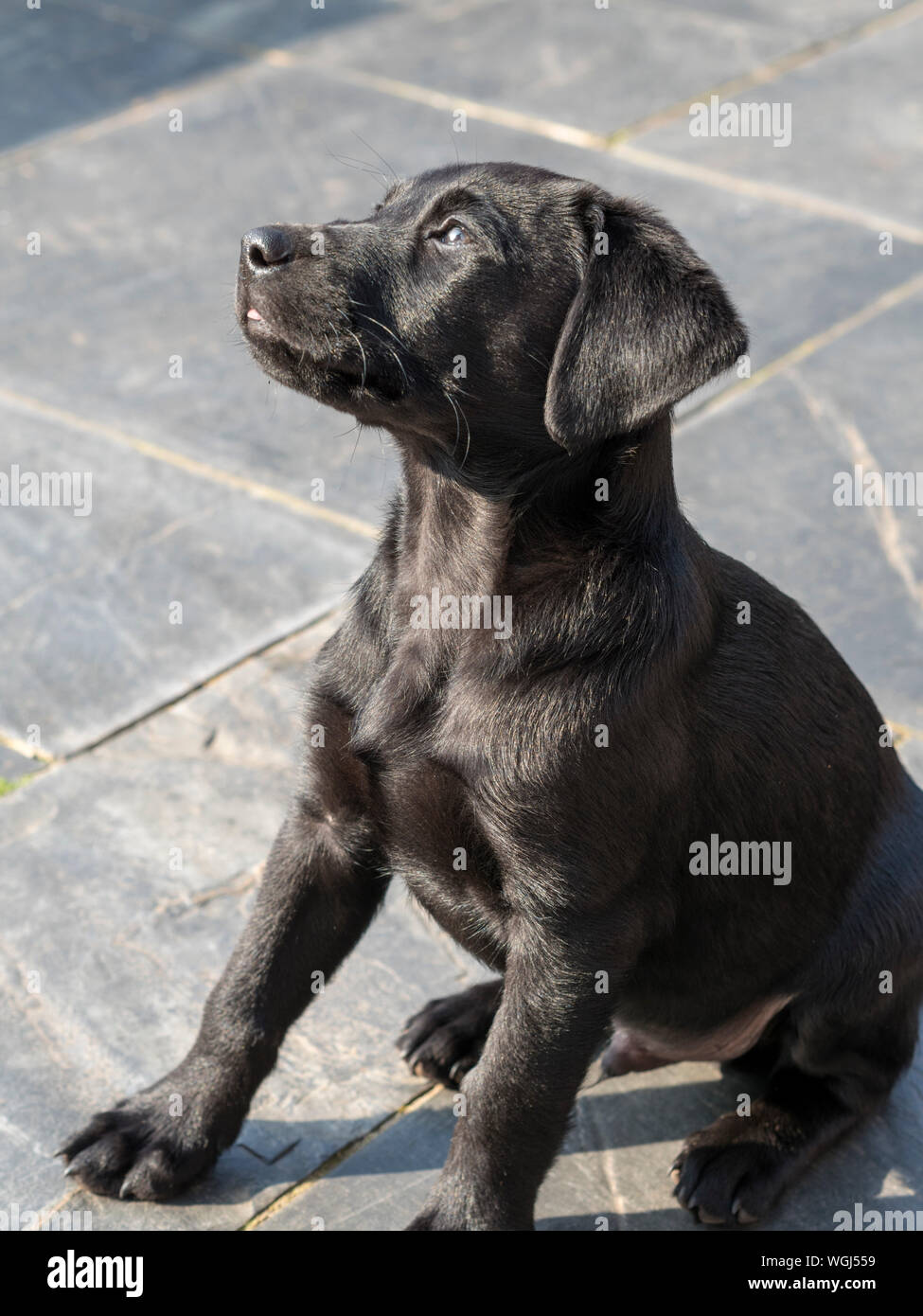 Il Labrador nero il Cucciolo di 3 mesi di età Foto stock - Alamy