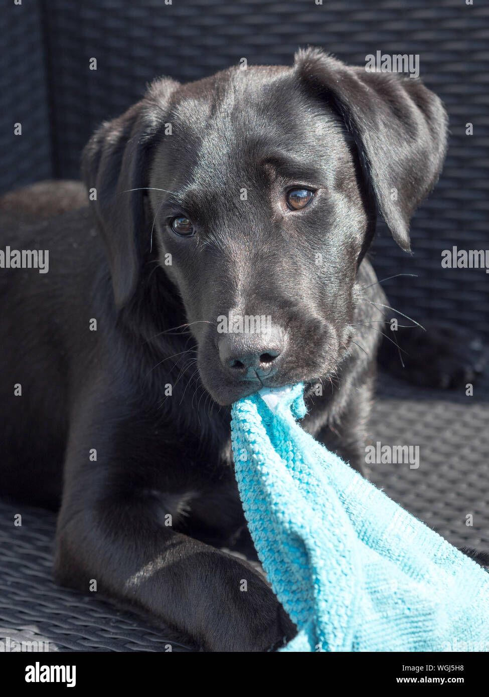 Il Labrador nero cucciolo con un panno Foto stock - Alamy