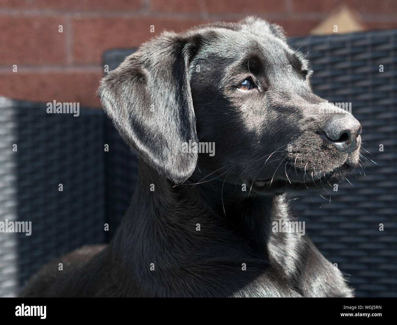 Il Labrador nero cucciolo Foto Stock