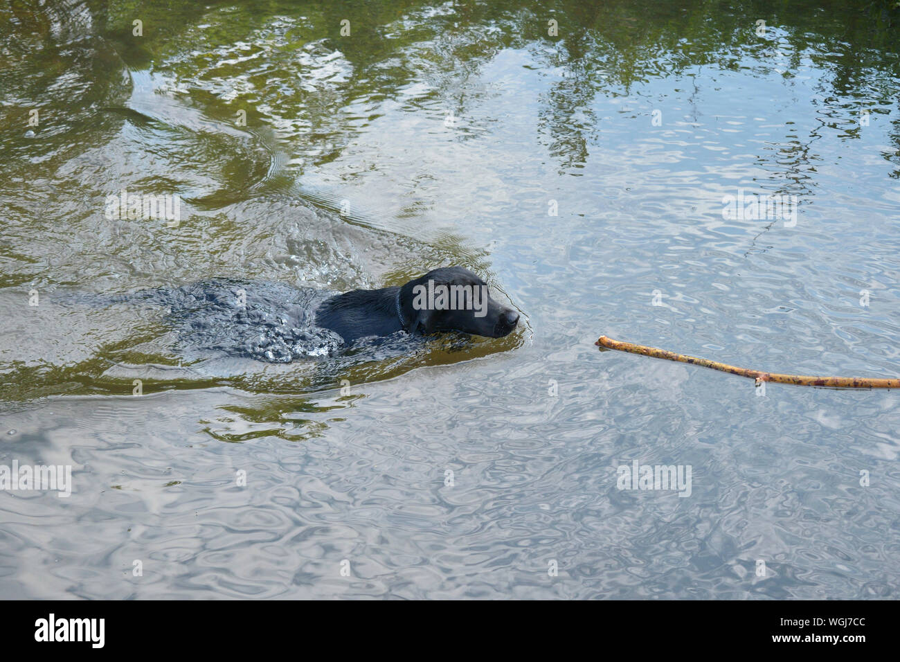 Il Labrador nero cucciolo nuotare nel fiume Derwent a Chatsworth Foto Stock