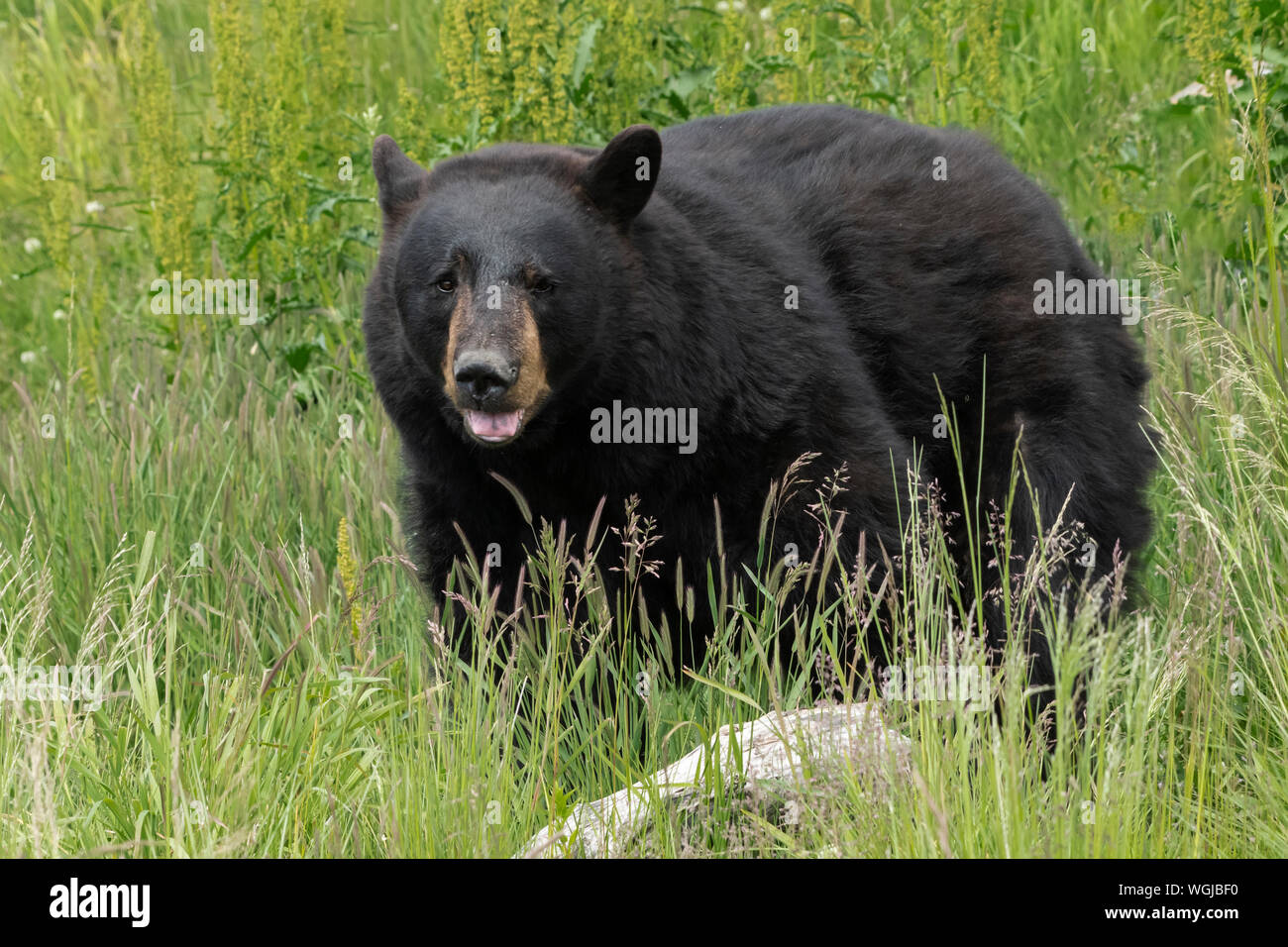 Nord America; Stati Uniti; Alaska; Kenai Peninsula; fauna; American Black Bear; Ursus americanus; Estate Foto Stock