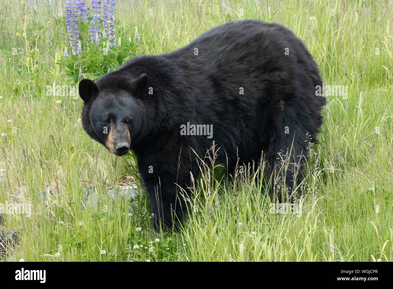 Nord America; Stati Uniti; Alaska; Kenai Peninsula; fauna; American Black Bear; Ursus americanus; Estate Foto Stock