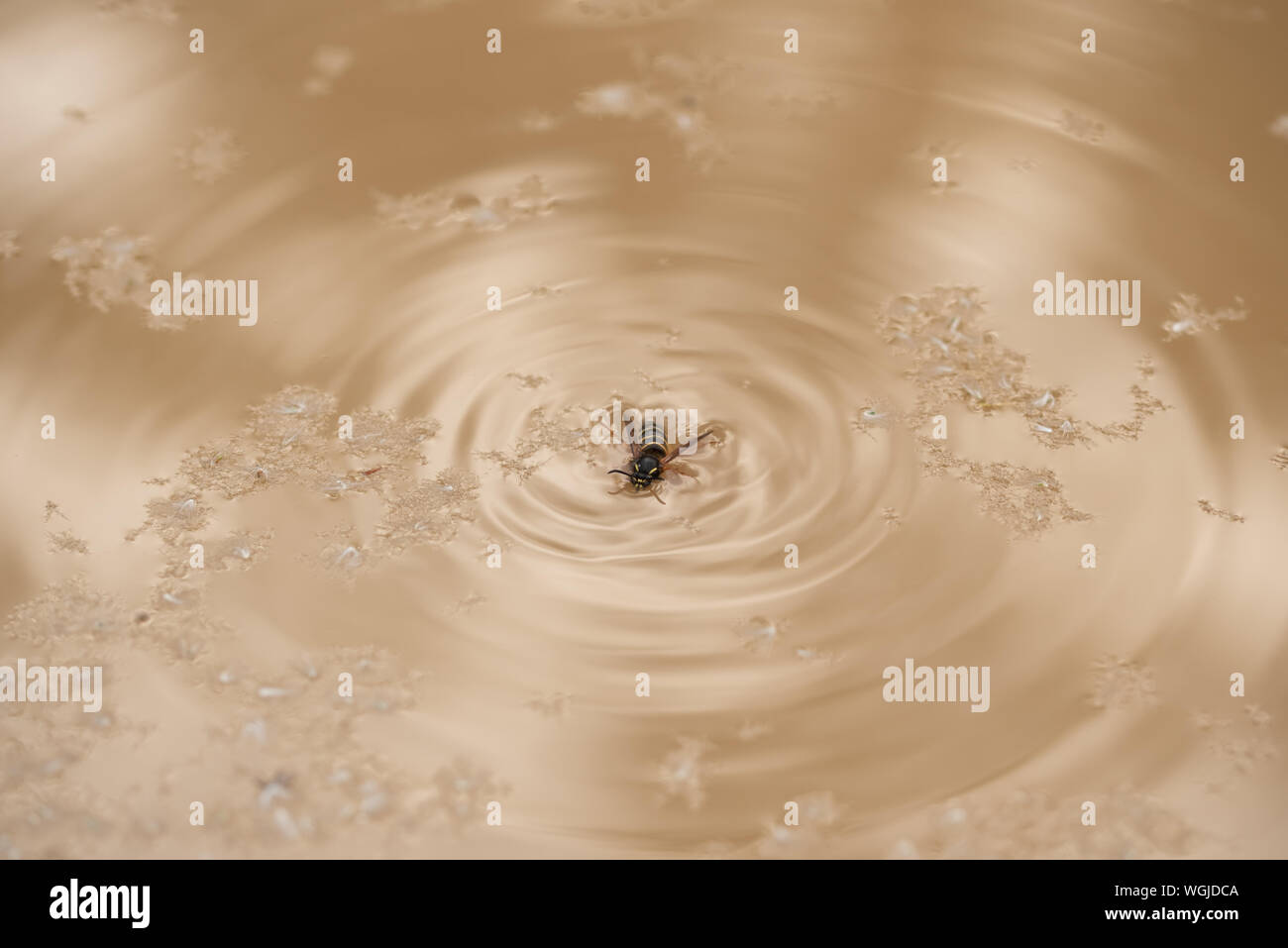 Wasp cadere in una pozza di fango di acqua dopo la pioggia, cerchi divergono in tutta l'acqua Foto Stock