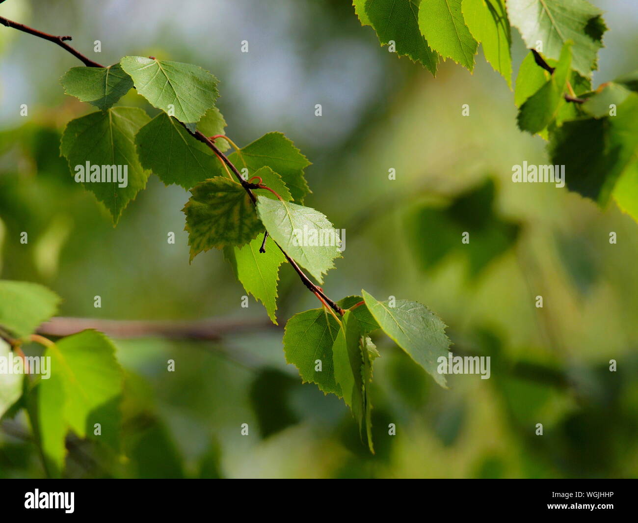 Albero di betulla rossa immagini e fotografie stock ad alta risoluzione -  Alamy