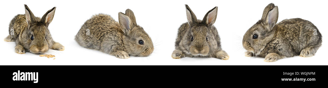 Collezione coniglio giovane con angoli di ripresa differenti isolati su sfondo bianco. Foto Stock