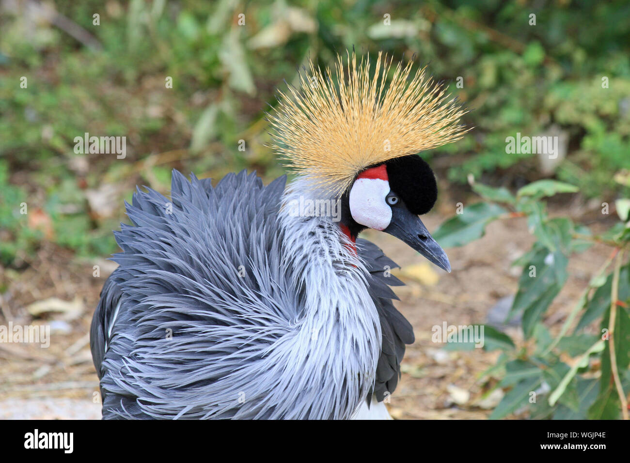 East African Crowned Crane in profilo Foto Stock