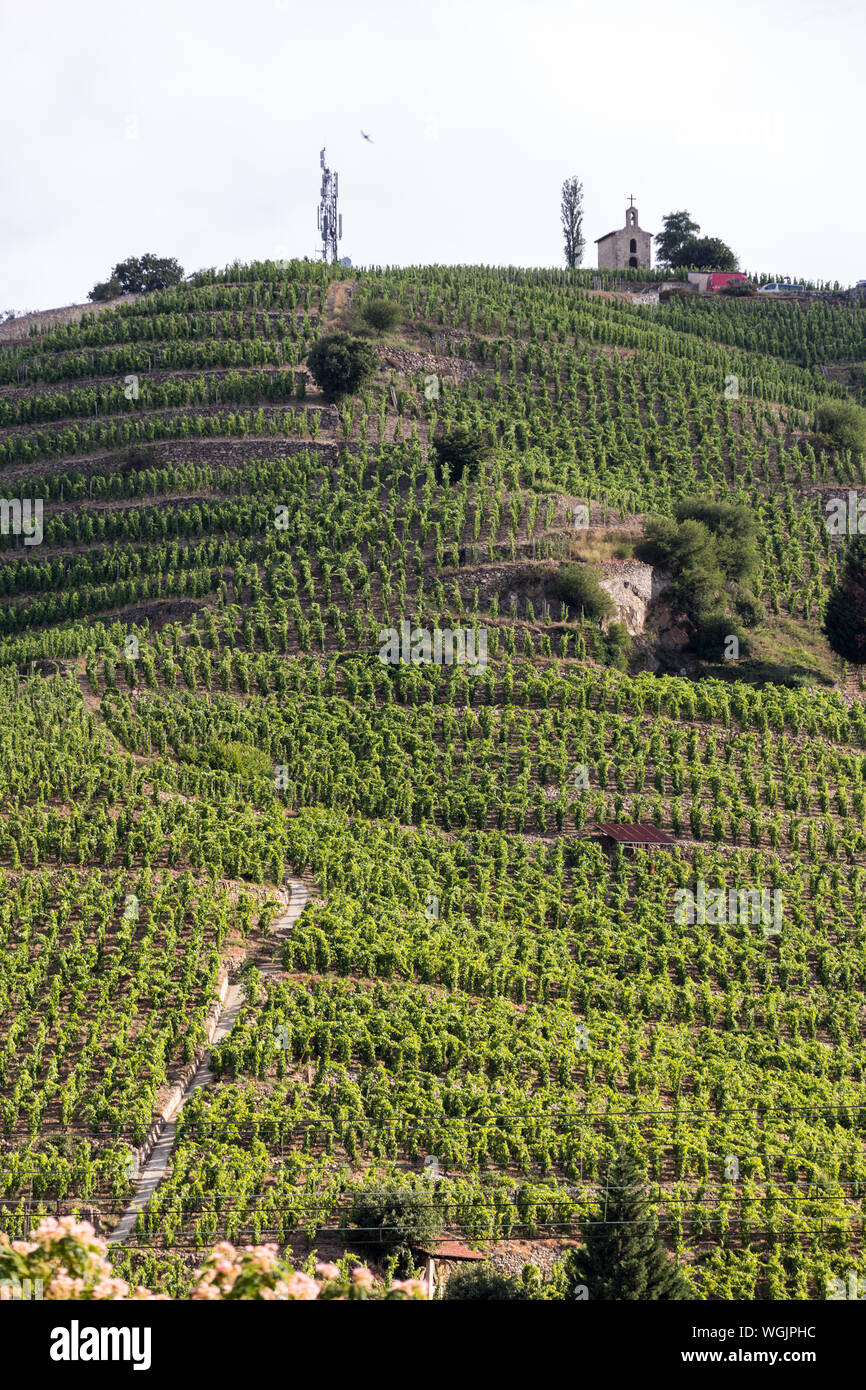 Vista del M. Chapoutier Crozes-Hermitage vigneti a Tain l'Hermitage, la valle del Rodano, Francia Foto Stock
