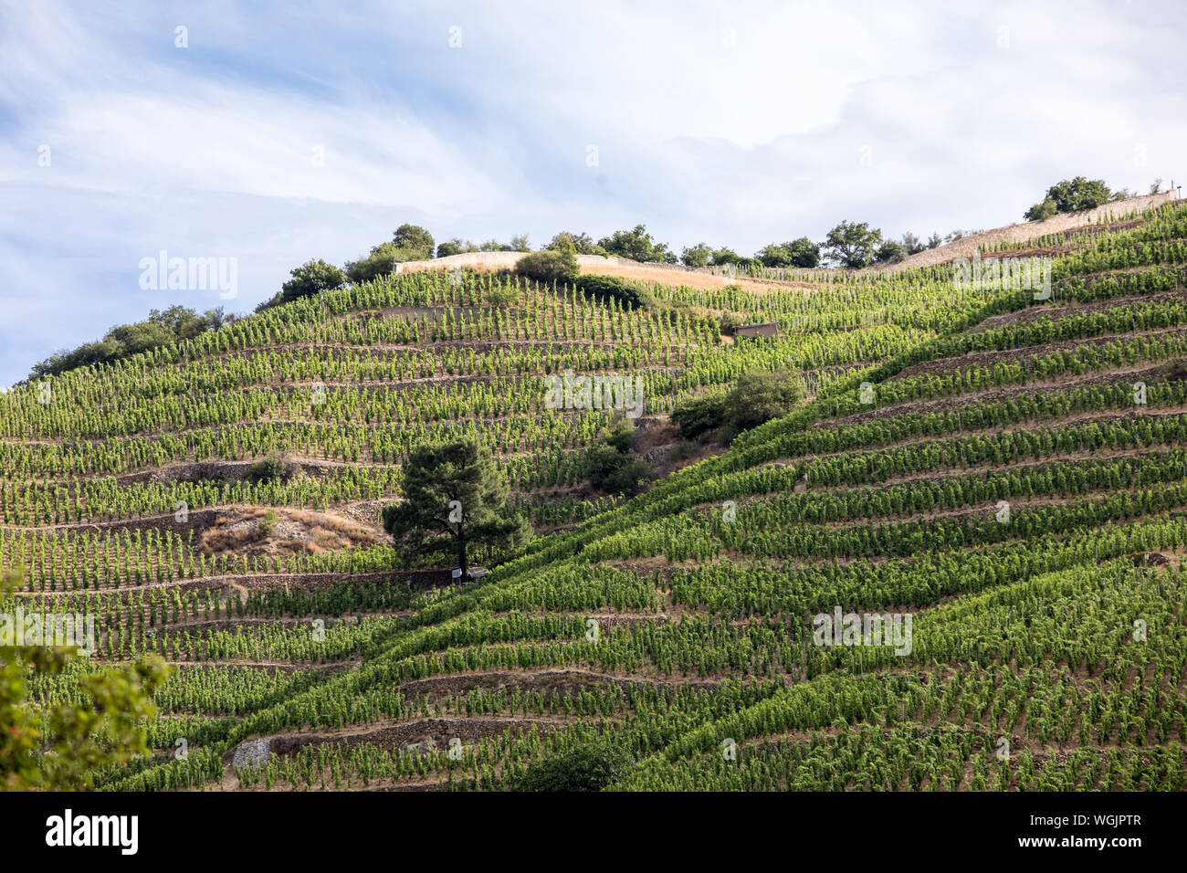 Vista del M. Chapoutier Crozes-Hermitage vigneti a Tain l'Hermitage, la valle del Rodano, Francia Foto Stock