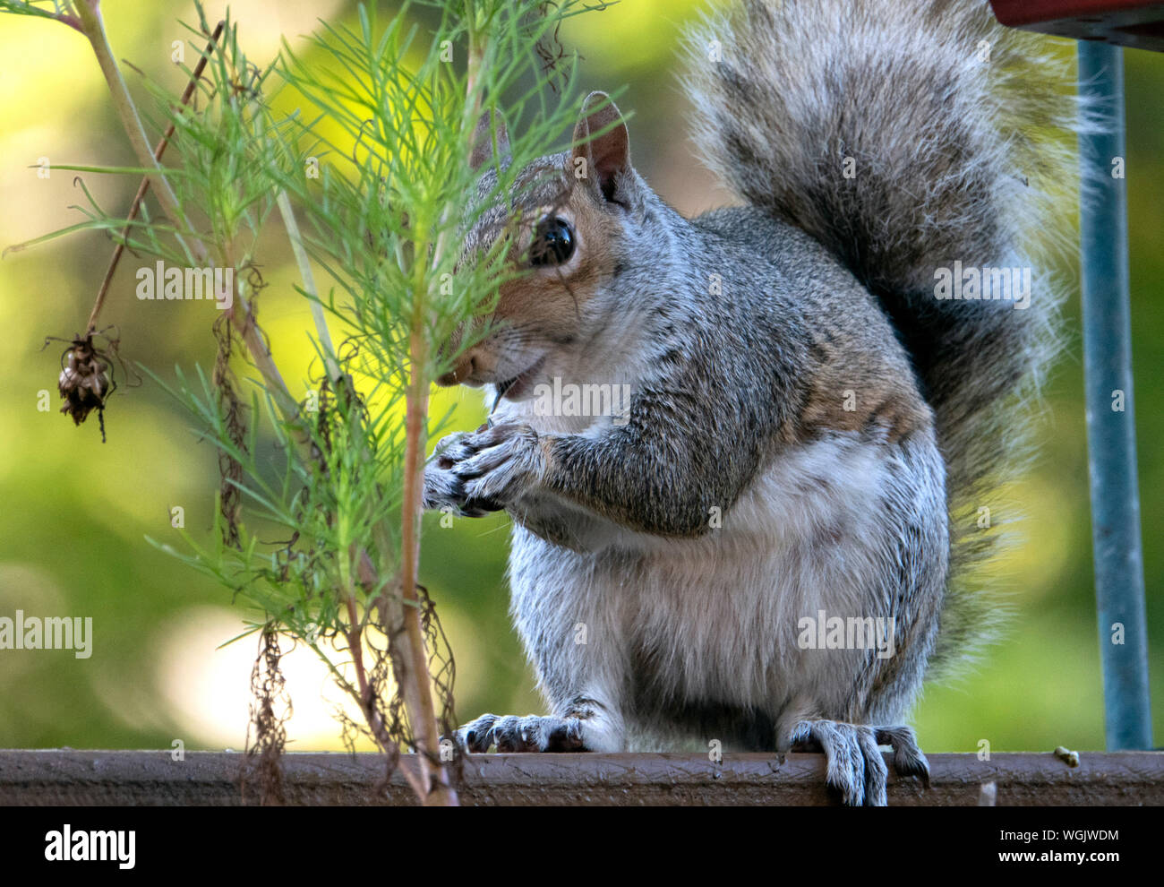 Nella sua presa Foto Stock