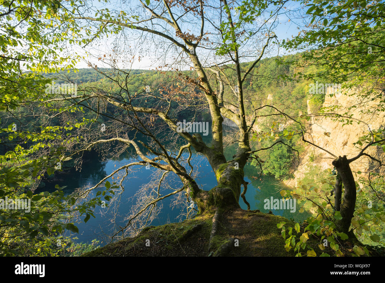 La parete del lago Dornheckensee nella luce del sole al tramonto. Messa a fuoco su un vecchio albero sul bordo. Foto Stock