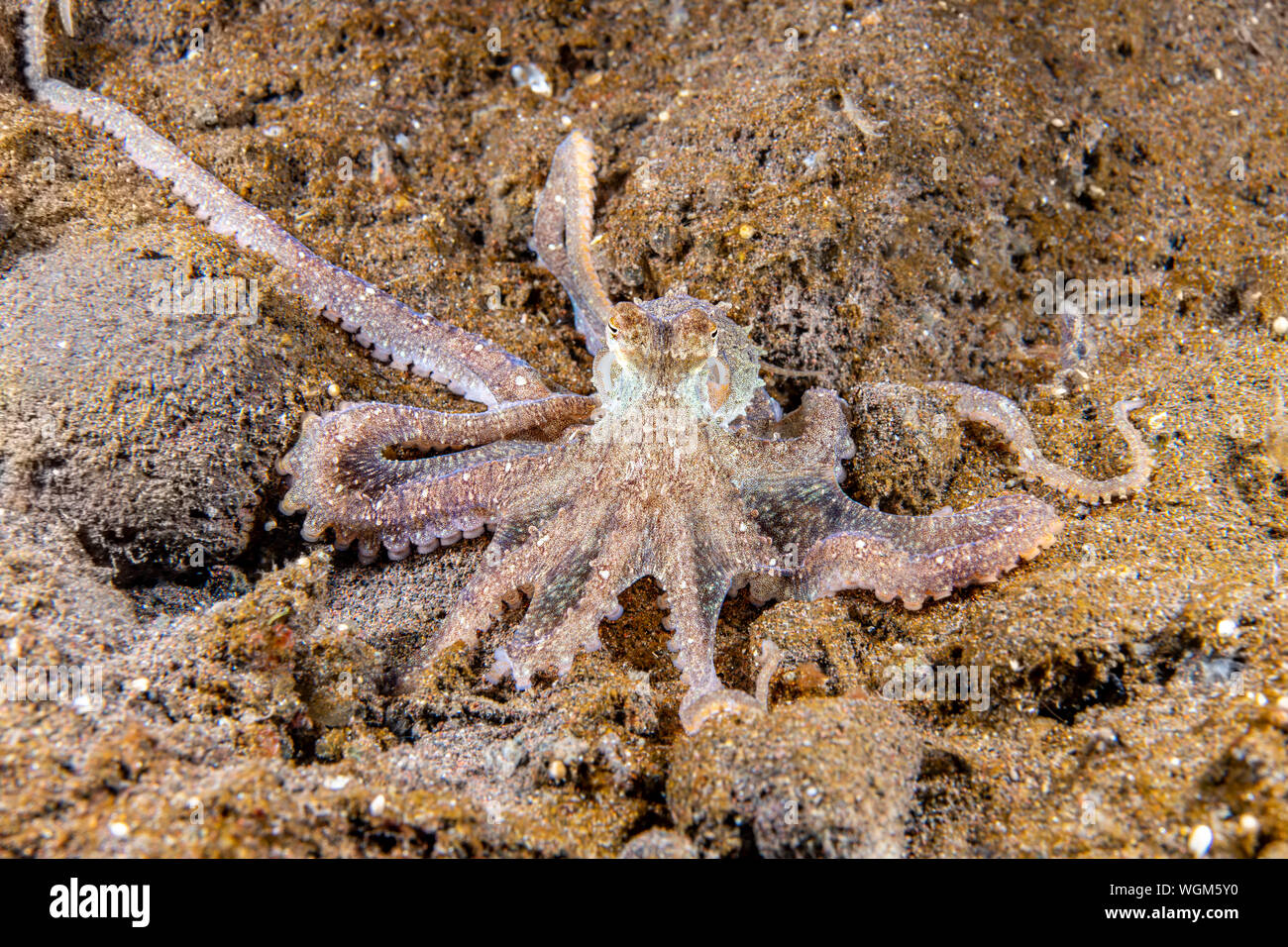 Un lungo braccio crawl octopus attraverso il fondo sabbioso a Tulamben, Indonisia. Foto Stock