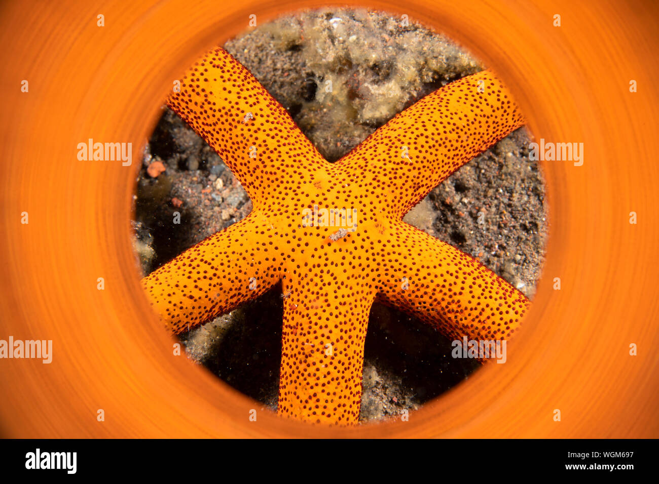 Una luce arancione brillante stella di mare in Indonesia Tulamben regione shot con un tubo riflettente per dare un quadro vibrante per l'animale. Foto Stock