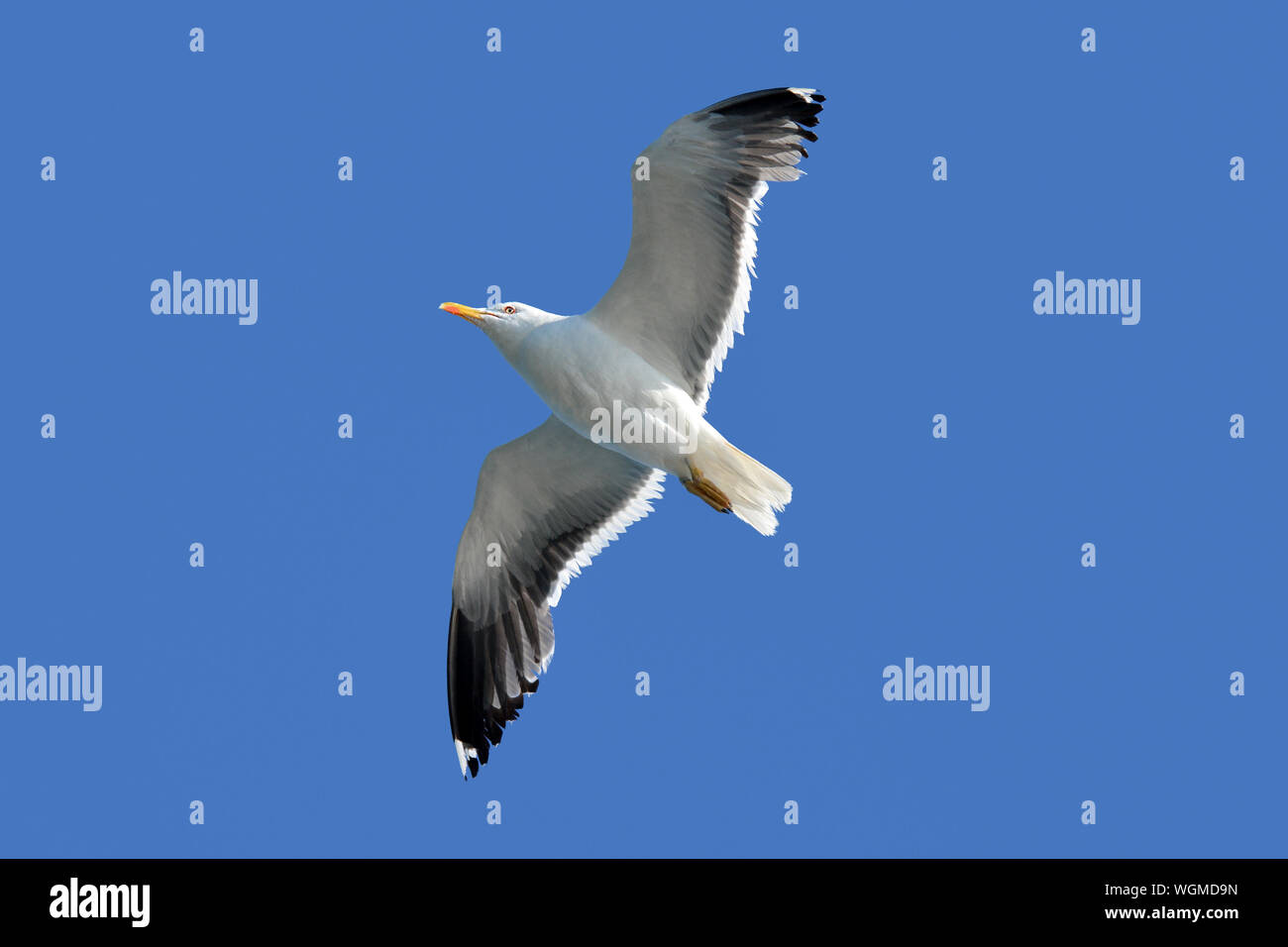 Flying europea "Larus argentatus' Aringa sea gull con ali aperte durante il volo di fronte blu cielo Foto Stock