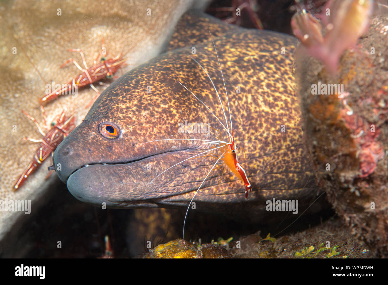 Un java moray eel avente parassiti pulito al di fuori della sua pelle da bianco pulitore a bande di gamberi. Foto Stock